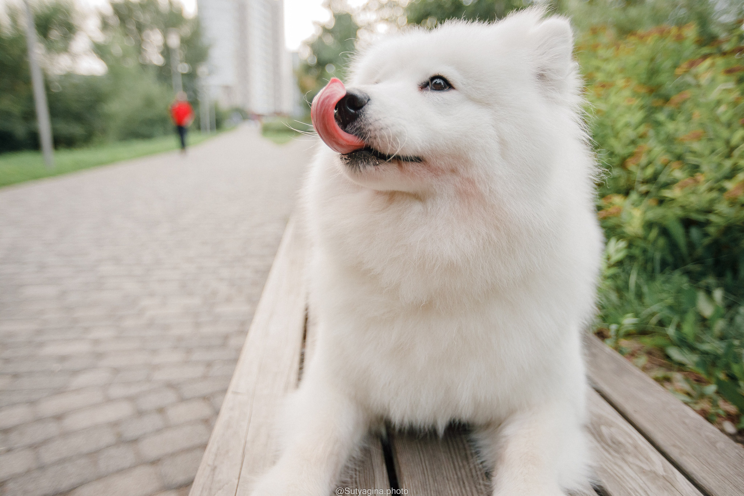 Самоед Рея. Свадебный и женский фотограф