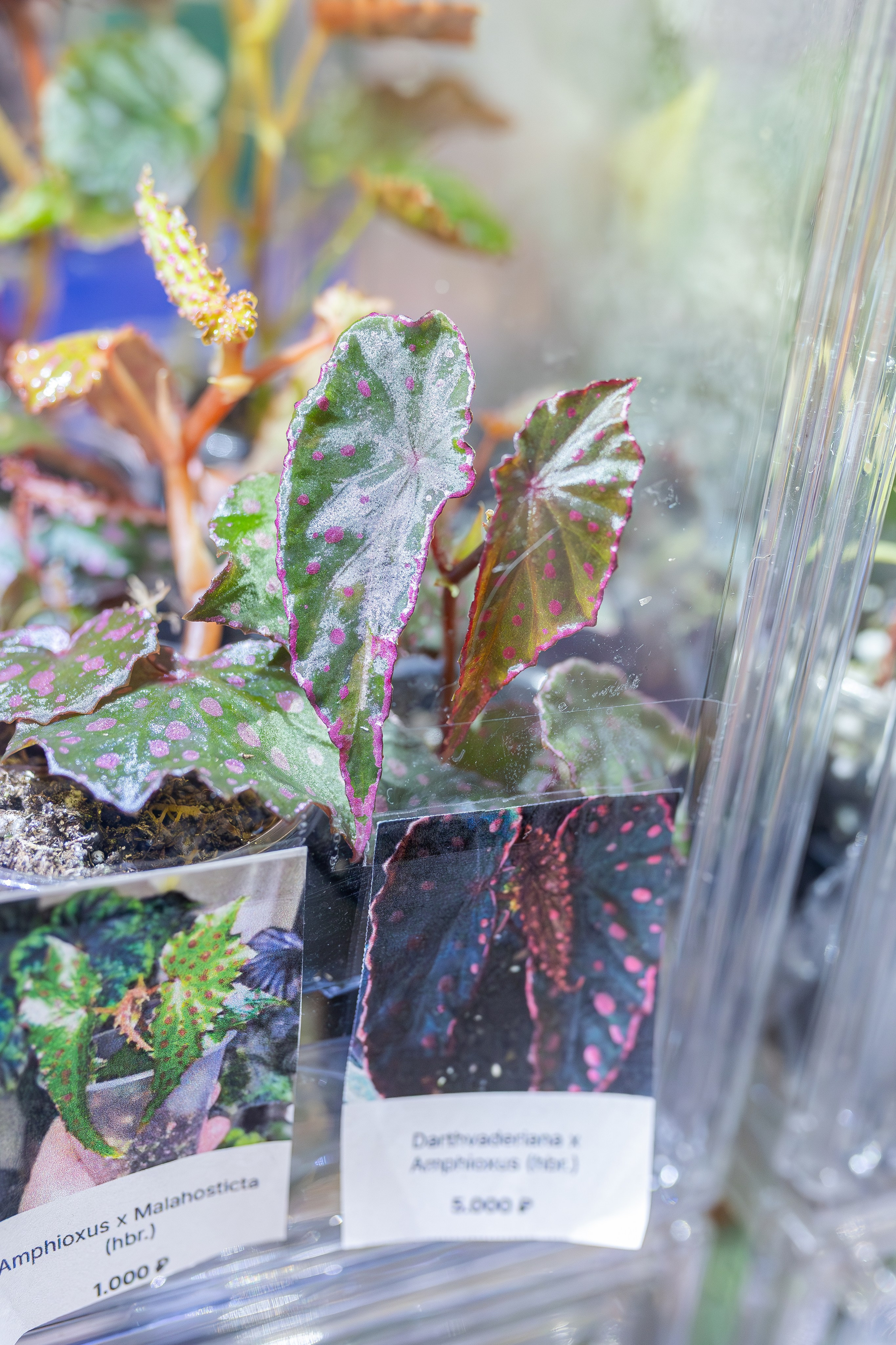 Монстериум апрель 2026. Александра Куликова фотограф, Москва