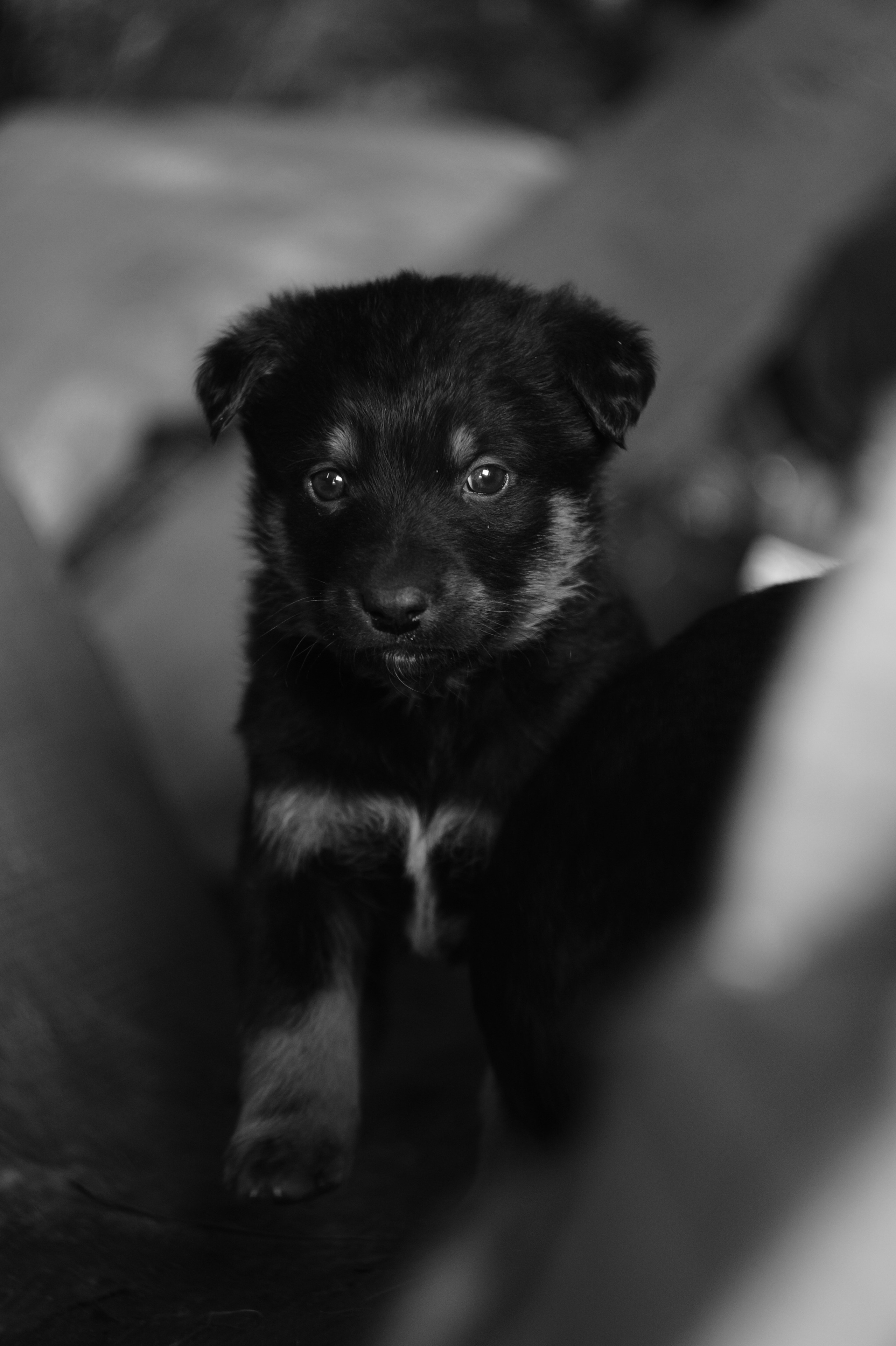 Dogs. Профессиональный фотограф