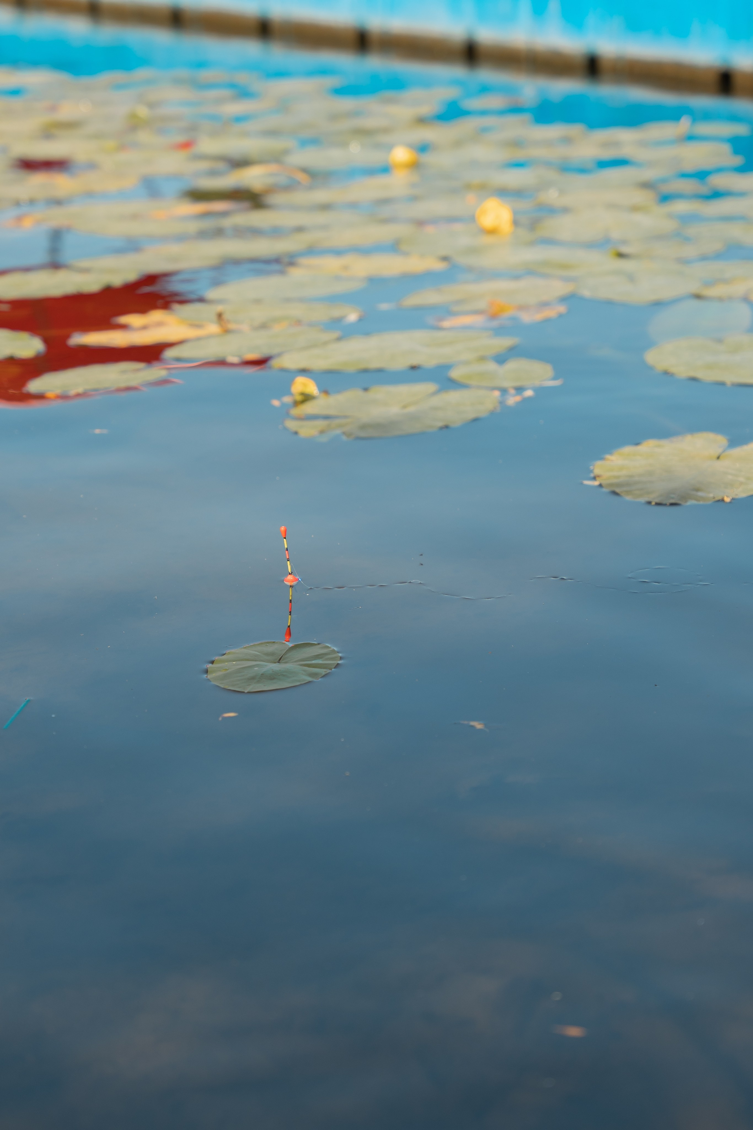 Годовасие Виктории.Семейное тепло