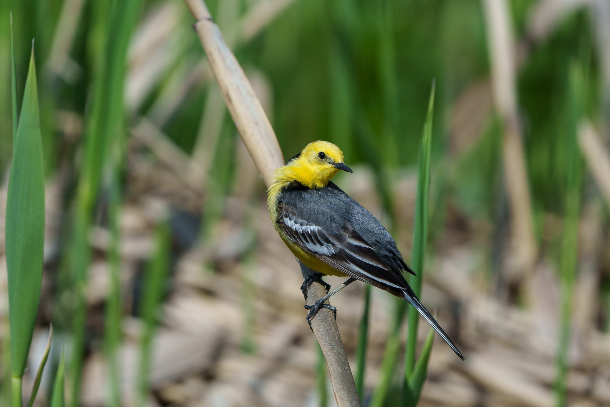 Удивительные мир птиц. Вокруг нас столько прекрасного — присмотритесь!. Ваш личный фотограф Марина Волкова