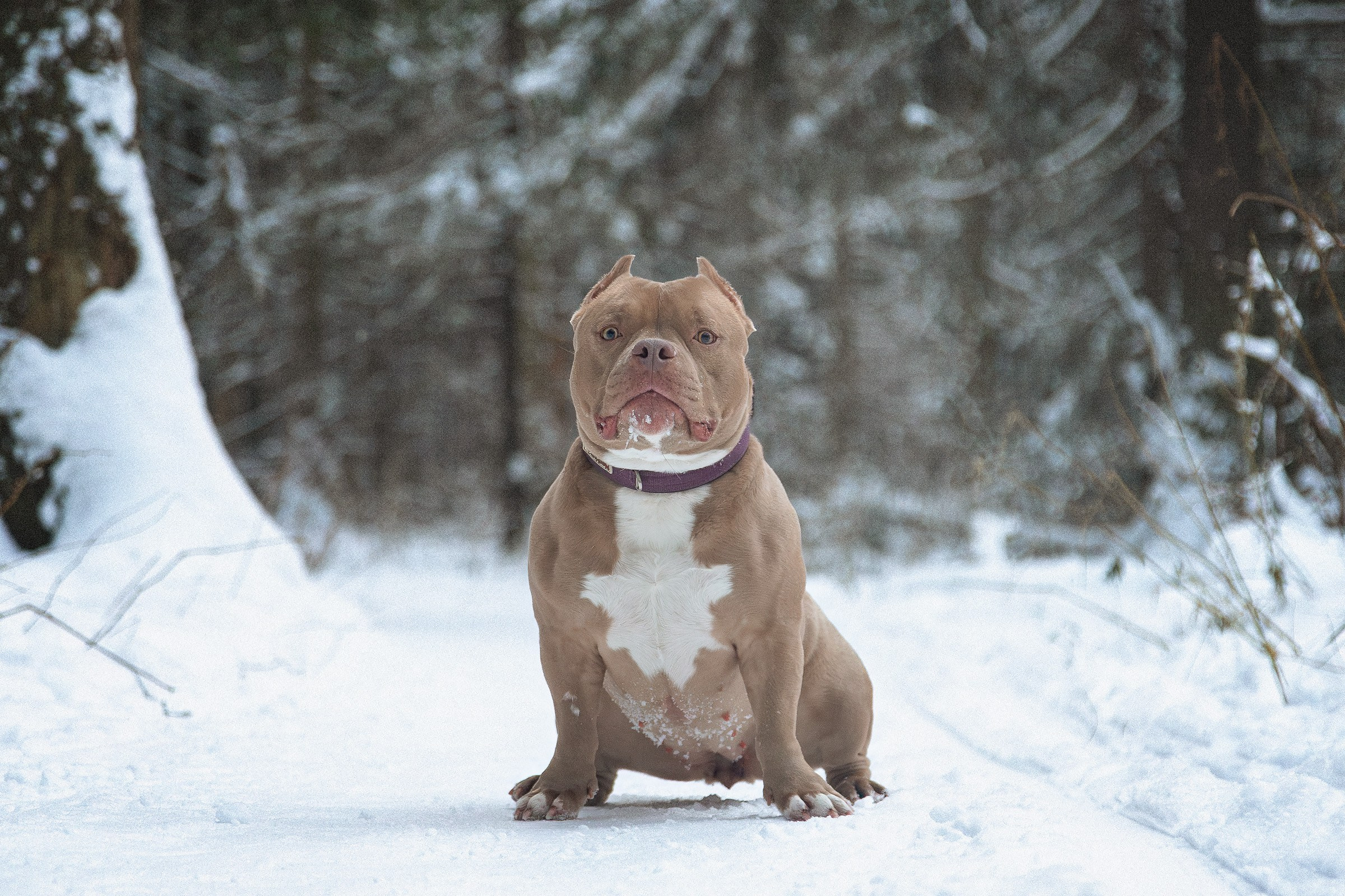 Американский булли Тесла. Htykk_photo