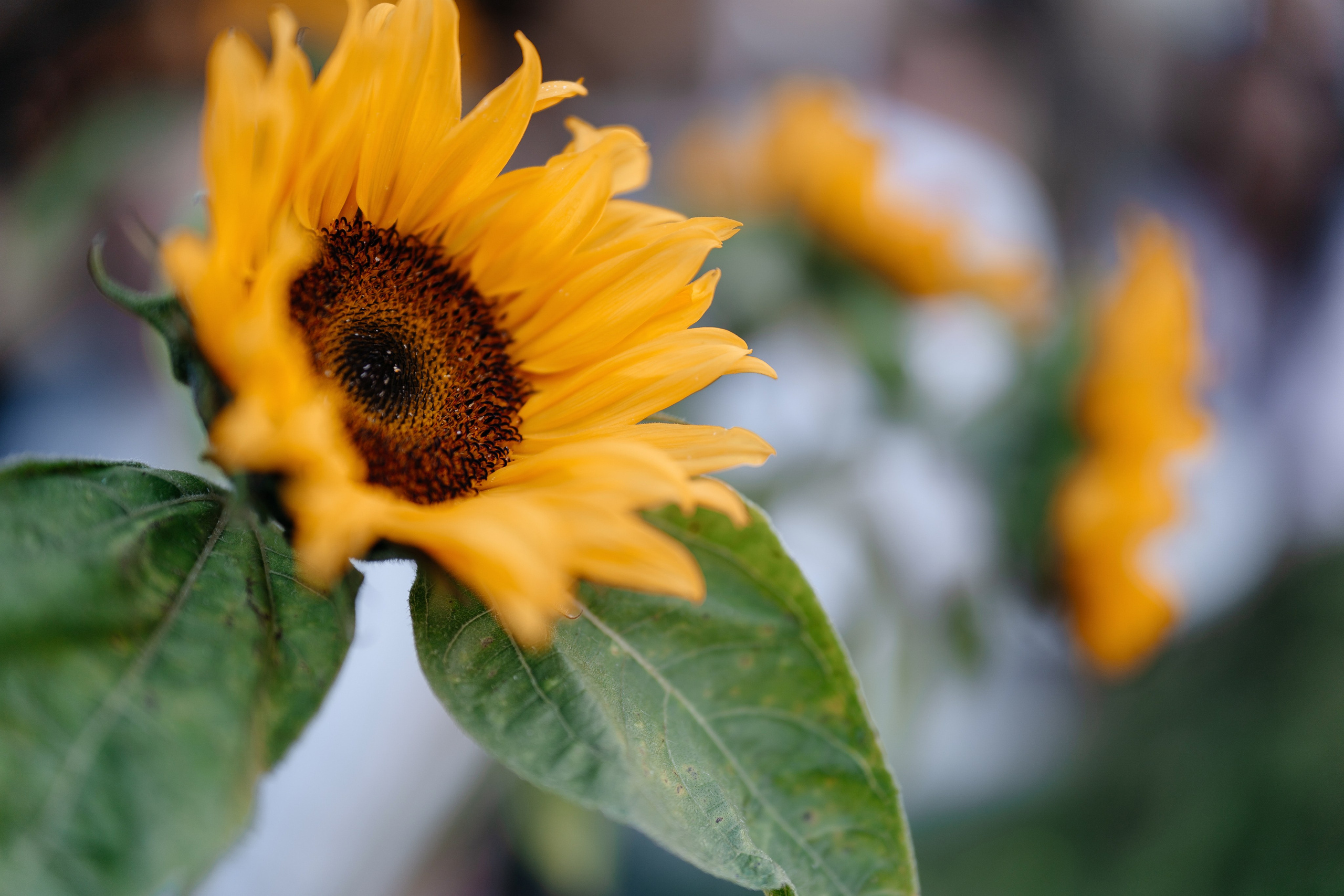 ГастроБистро Цирк. Свадебный и репортажный фотограф в Москве Андрей Вайман
