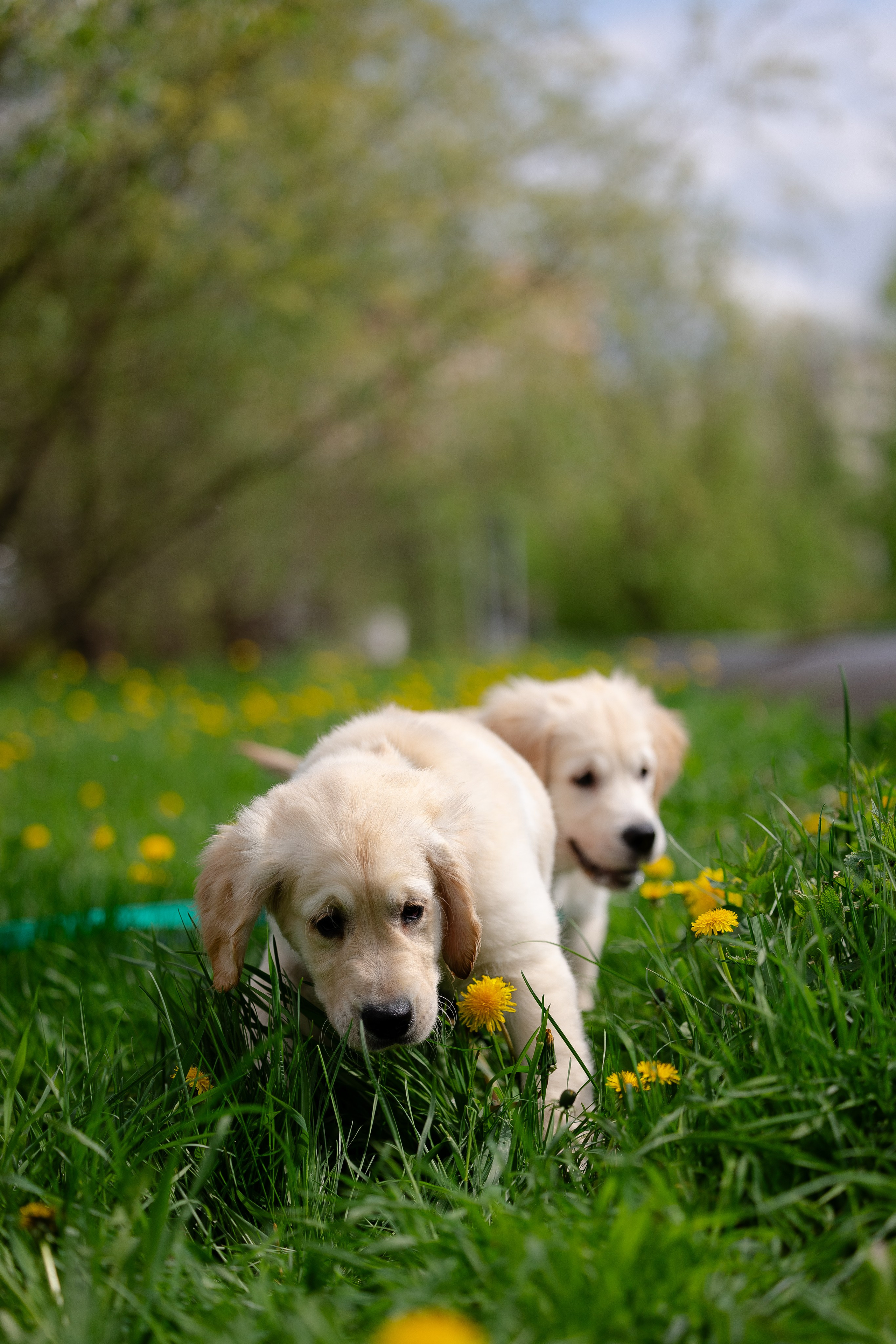 Голден ретривер. Фотограф и видеограф анималист Аганина Дарья