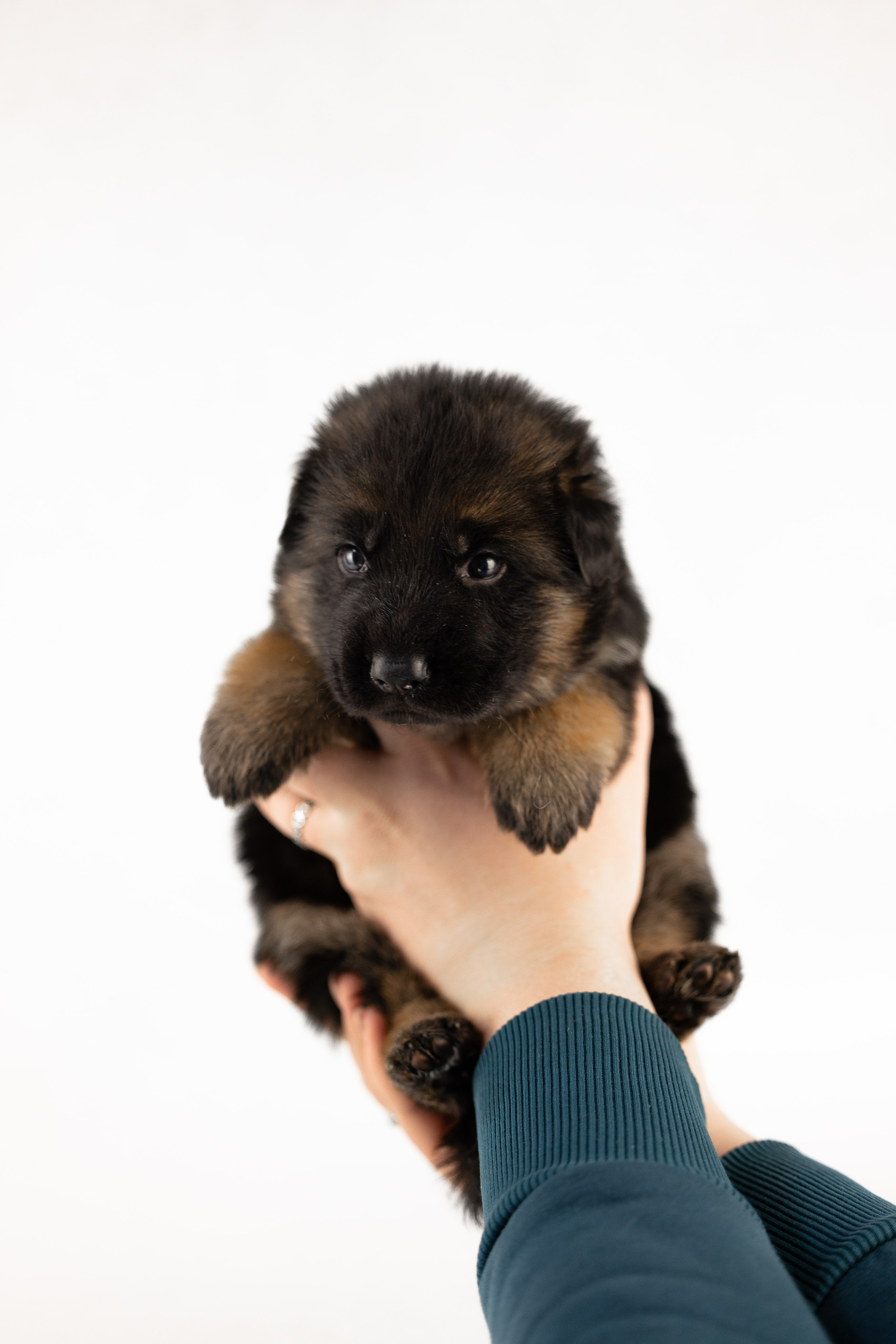 Немецкая овчарка. Фотограф и видеограф анималист Аганина Дарья