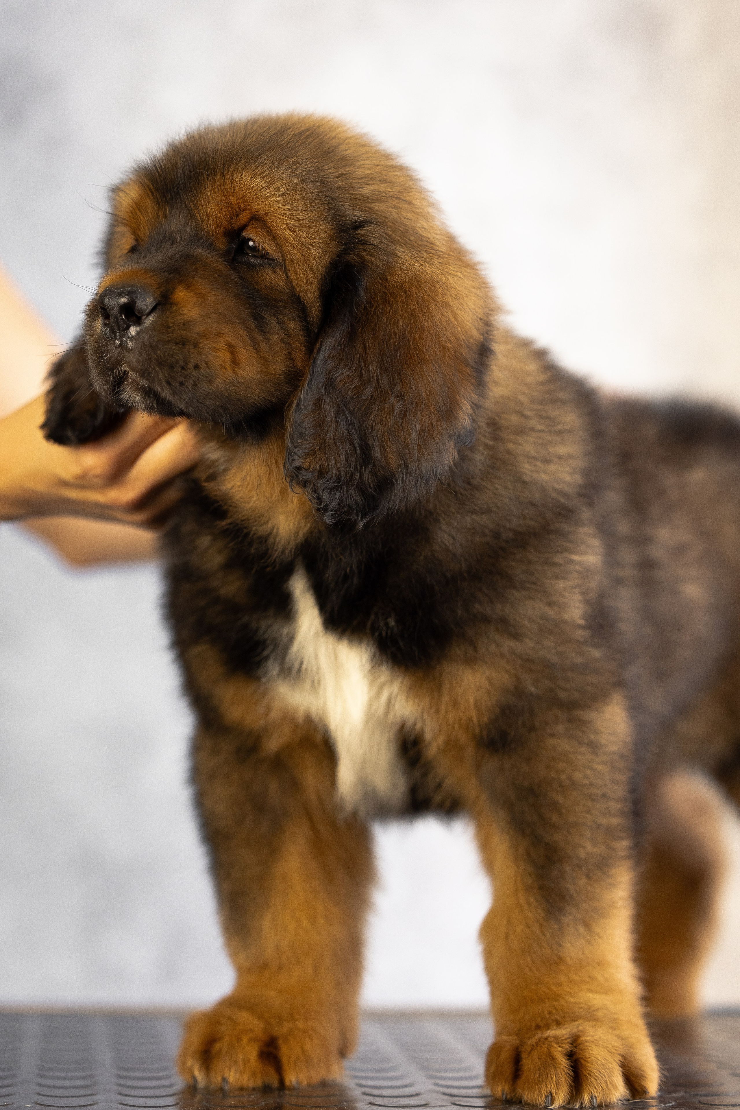 Тибетский мастиф. Фотограф и видеограф анималист Аганина Дарья