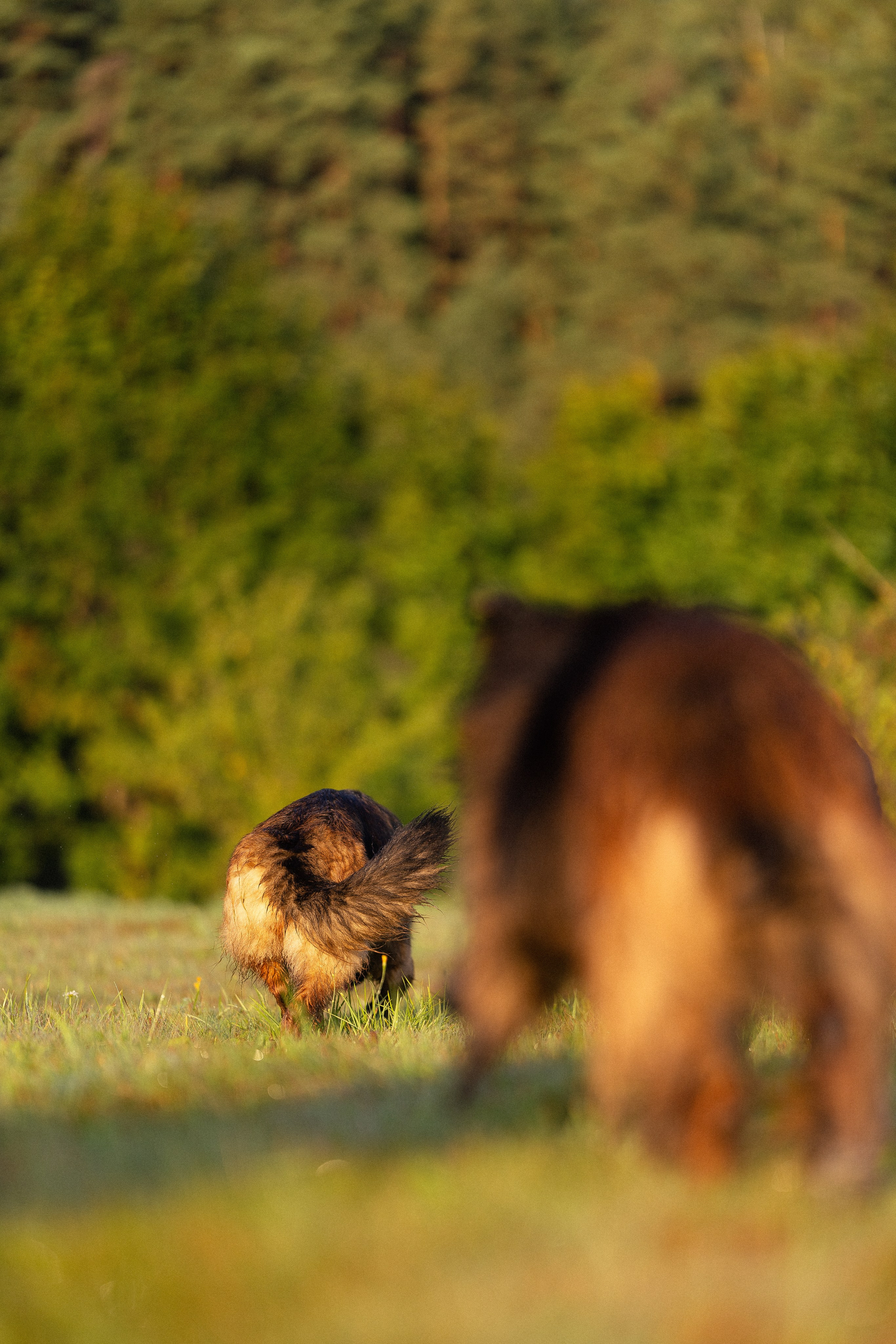 Алена, Матвей, Фанни и Фрея. Фотограф и видеограф анималист Аганина Дарья