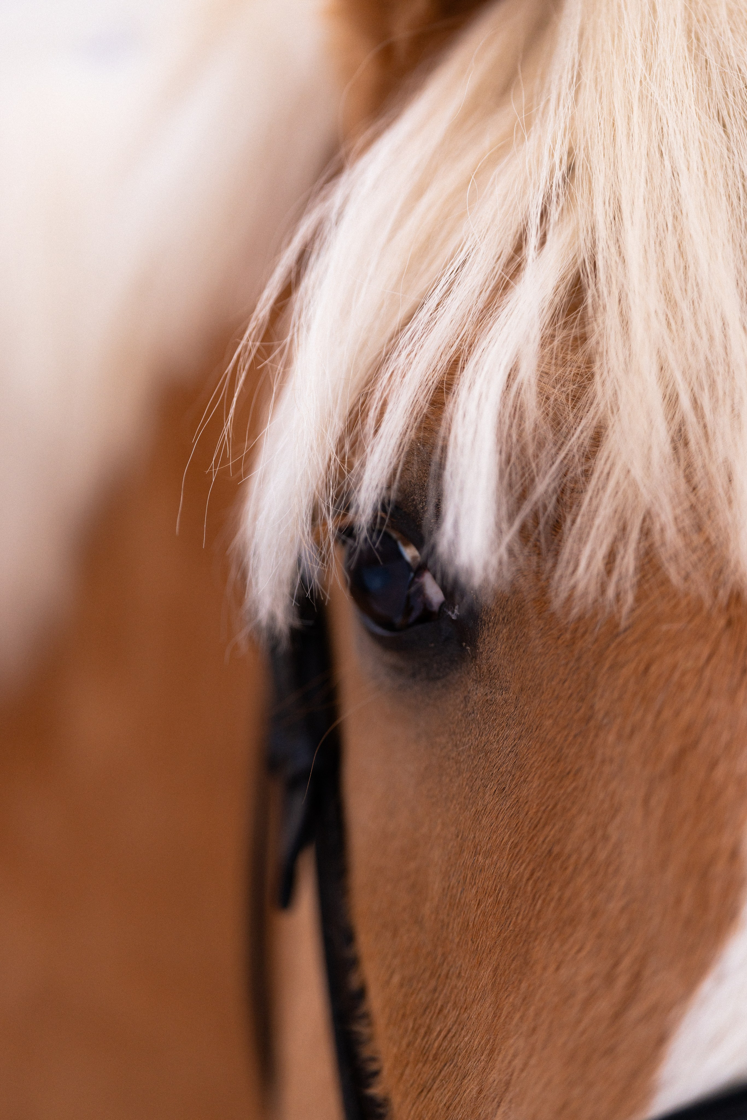 Бейкер. Фотограф и видеограф анималист Аганина Дарья