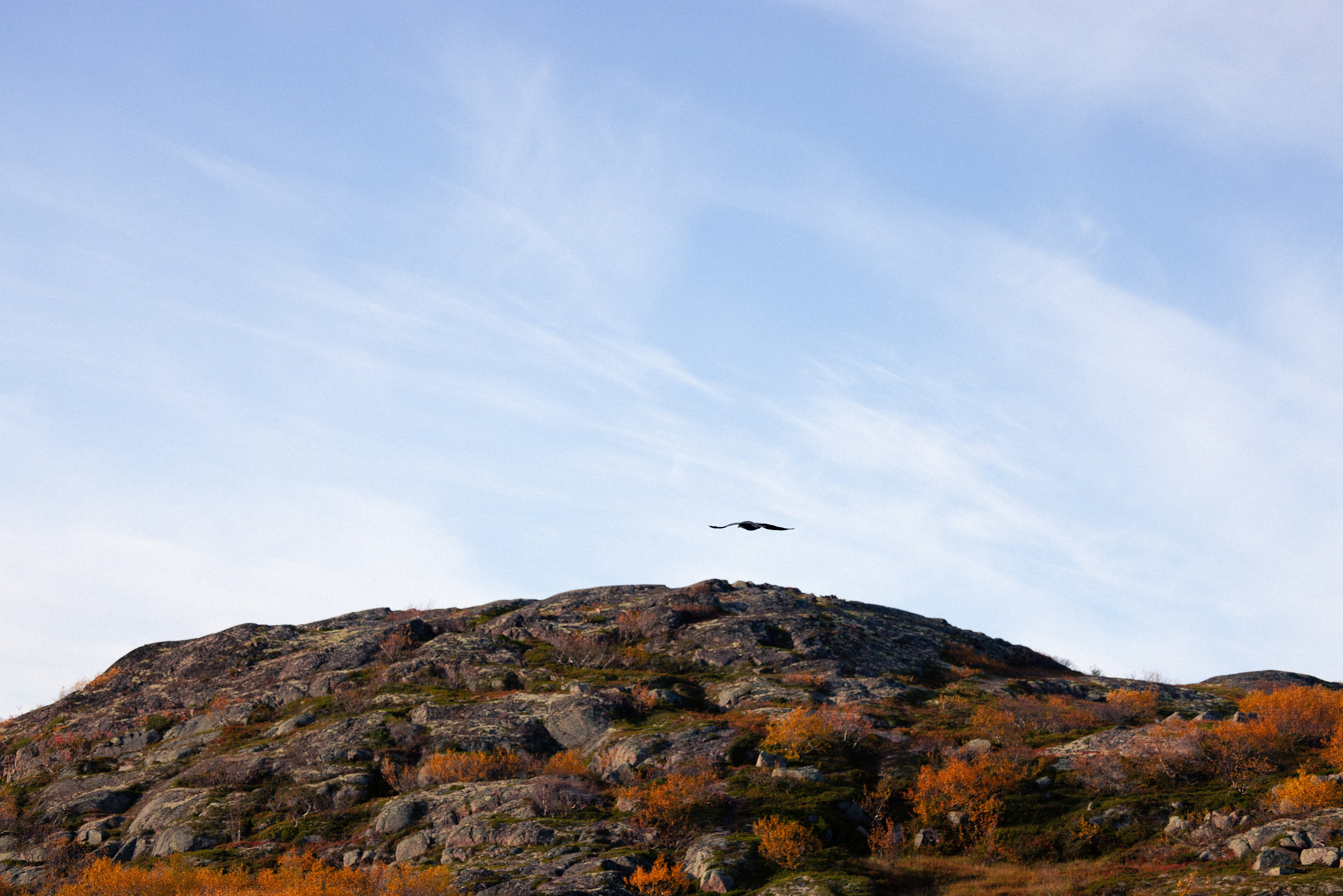 Кольский. Фотограф и видеограф анималист Аганина Дарья
