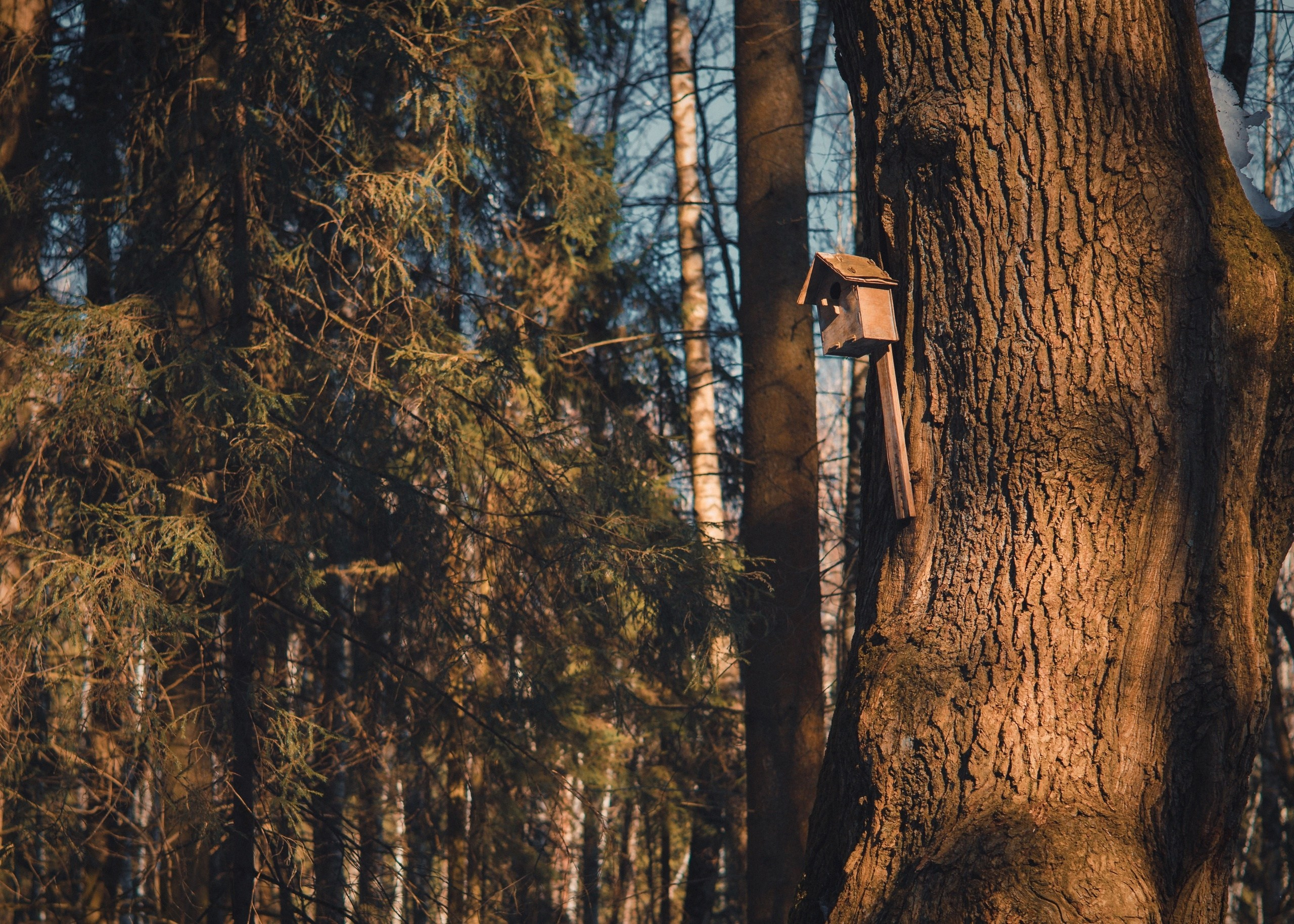 Spring / Весна. Toxasnip Photo | Anton Maslenkin