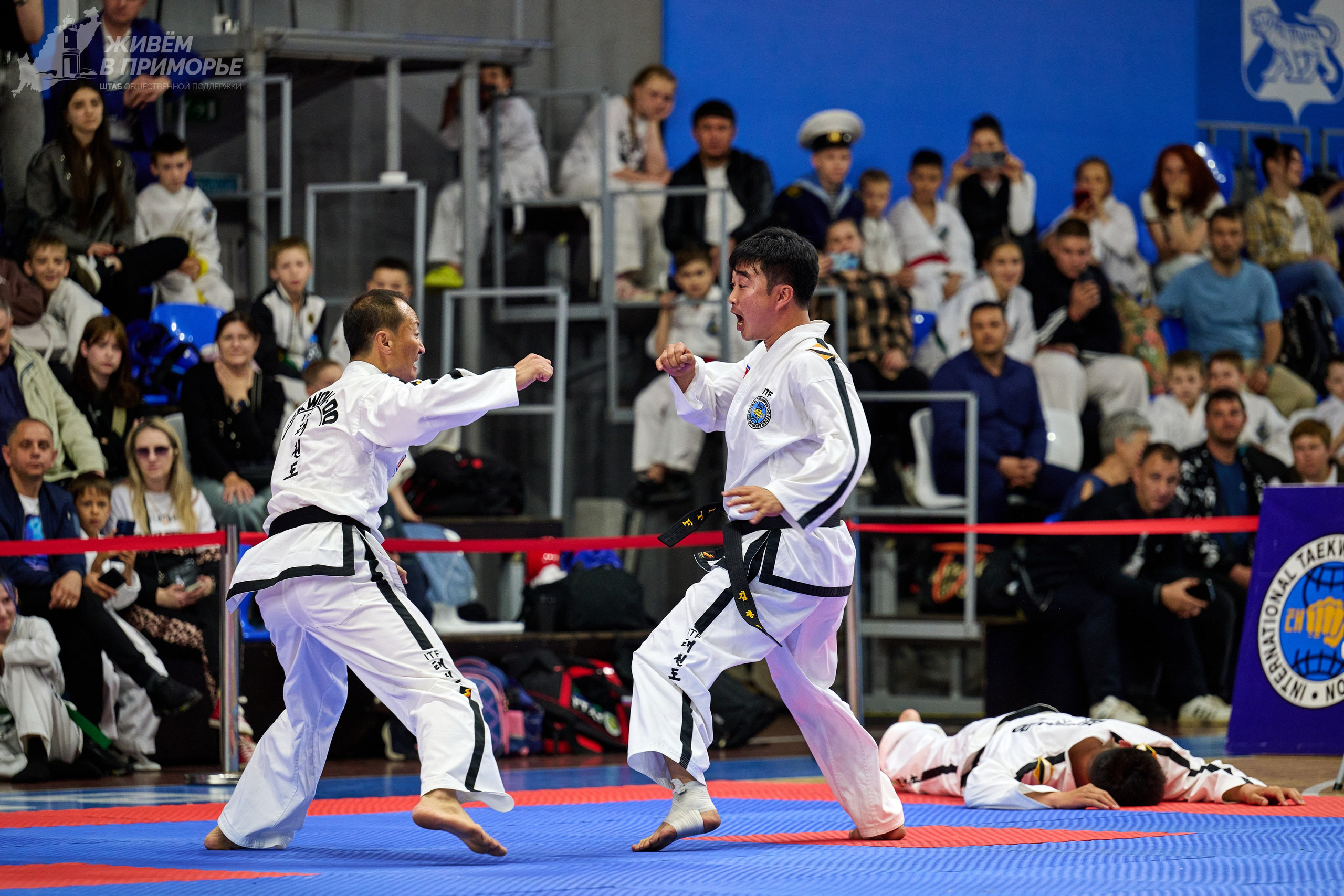 Кубок губернатора по тхэквондо. Профессиональный репортажный фотограф Инесса Иминова