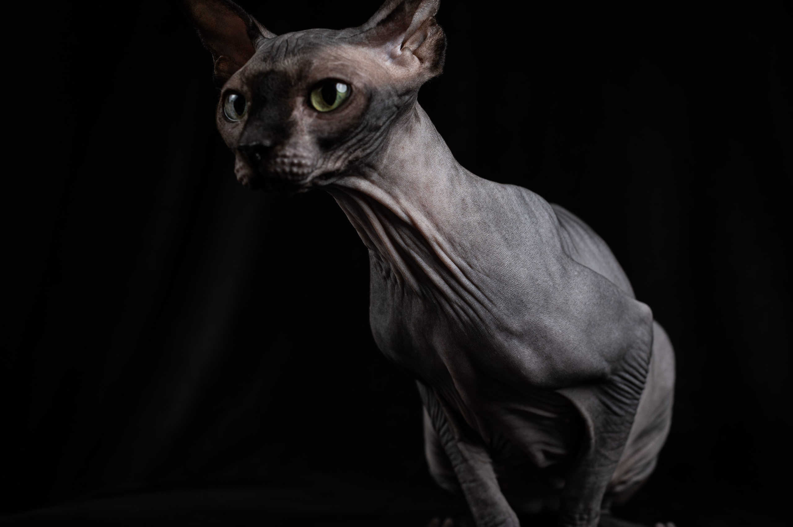 Клёпа | сфинкс. Alexandrovna photography