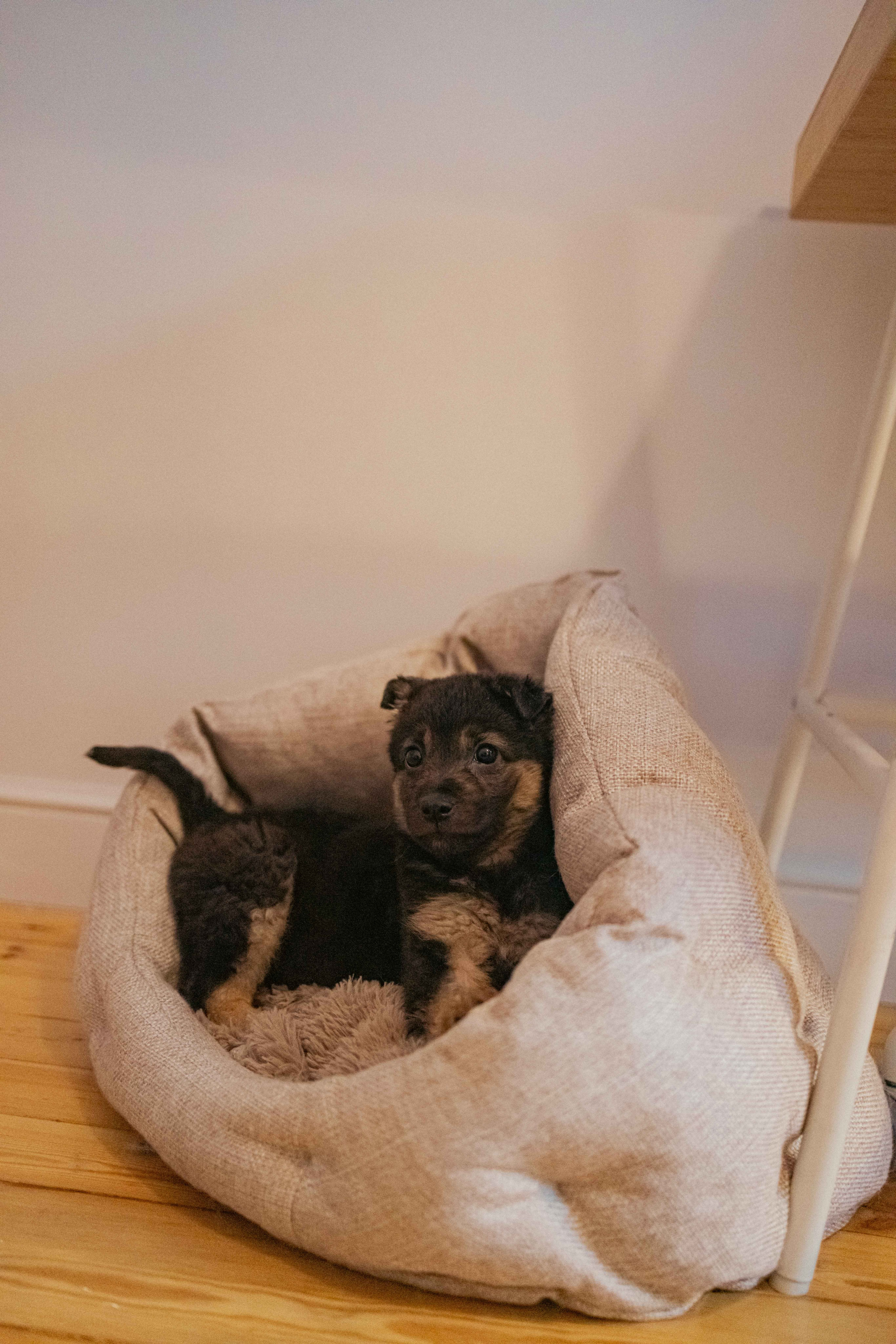 Пеппа. Фотограф-анималист в Москве Лера Черноног