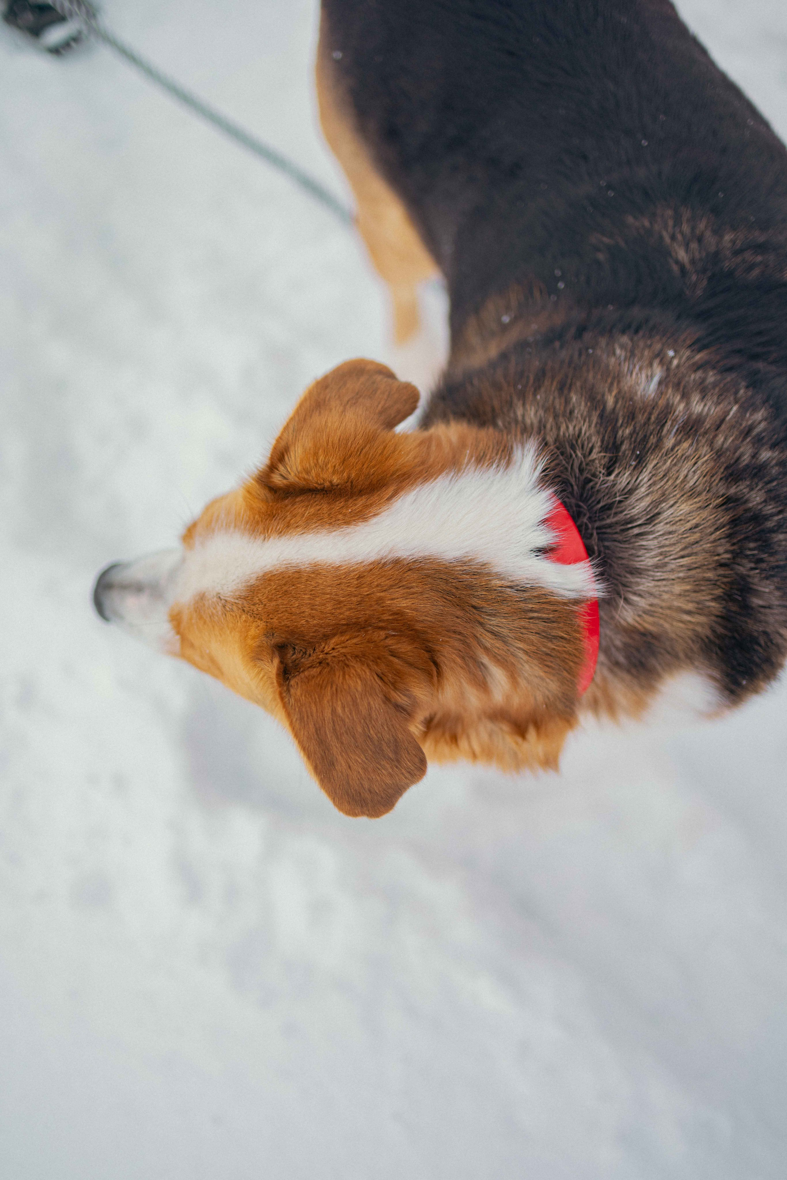 Петя. Фотограф-анималист в Москве Лера Черноног