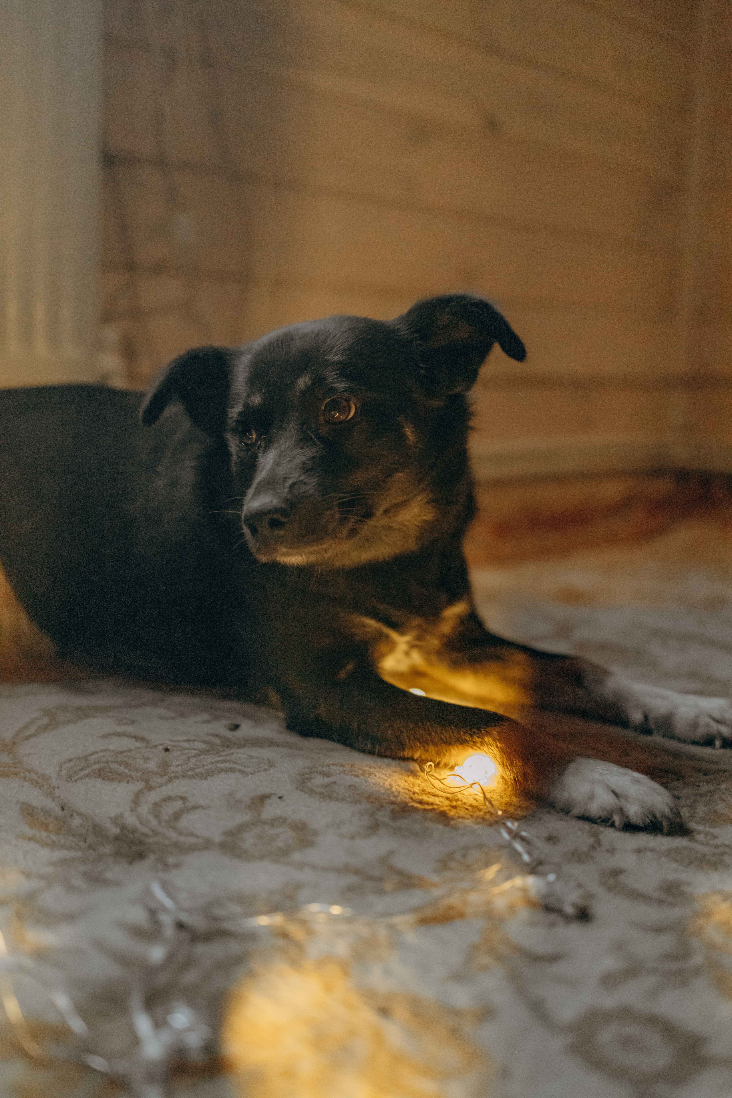 Передержка. Фотограф-анималист в Москве Лера Черноног