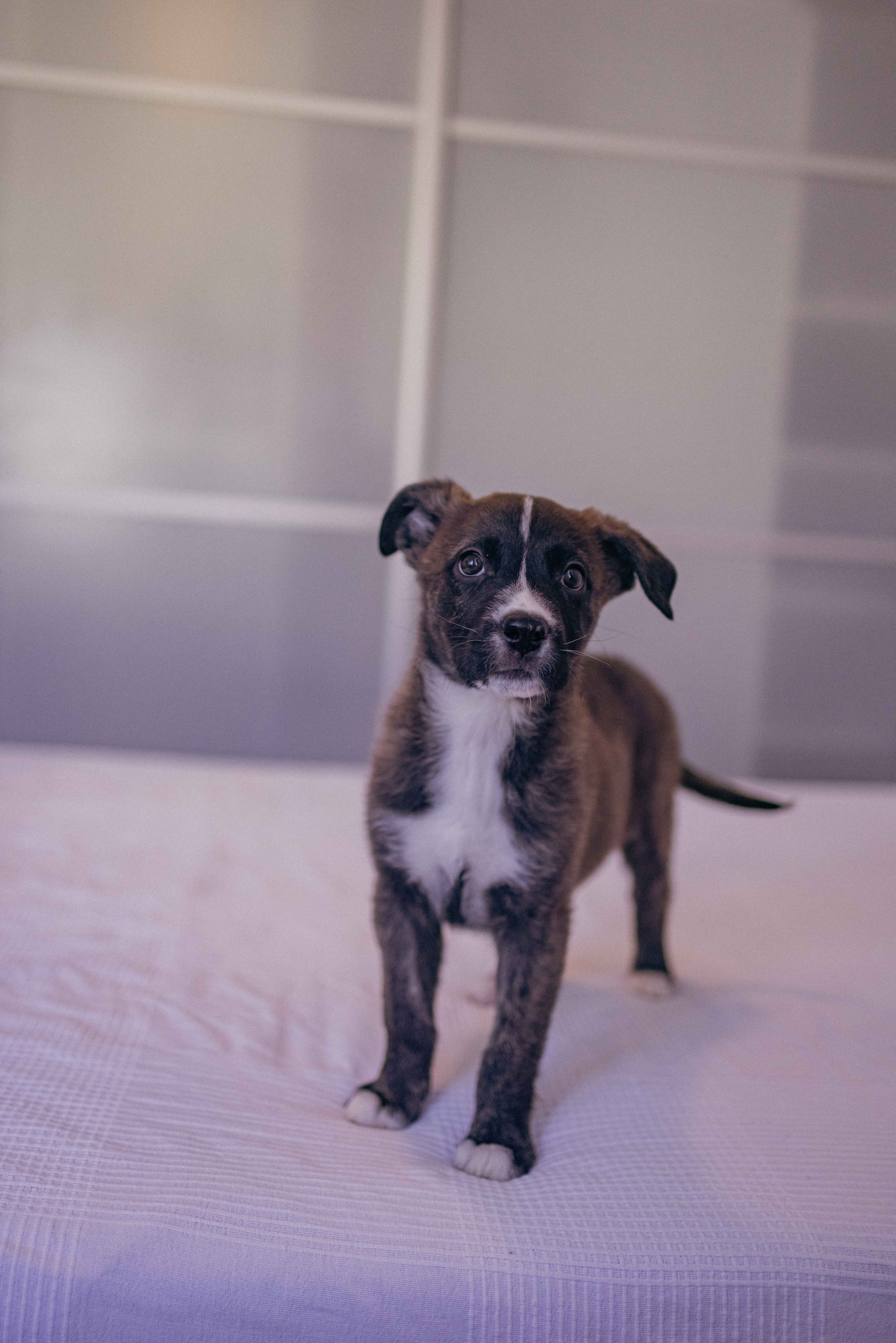 Гайка. Фотограф-анималист в Москве Лера Черноног