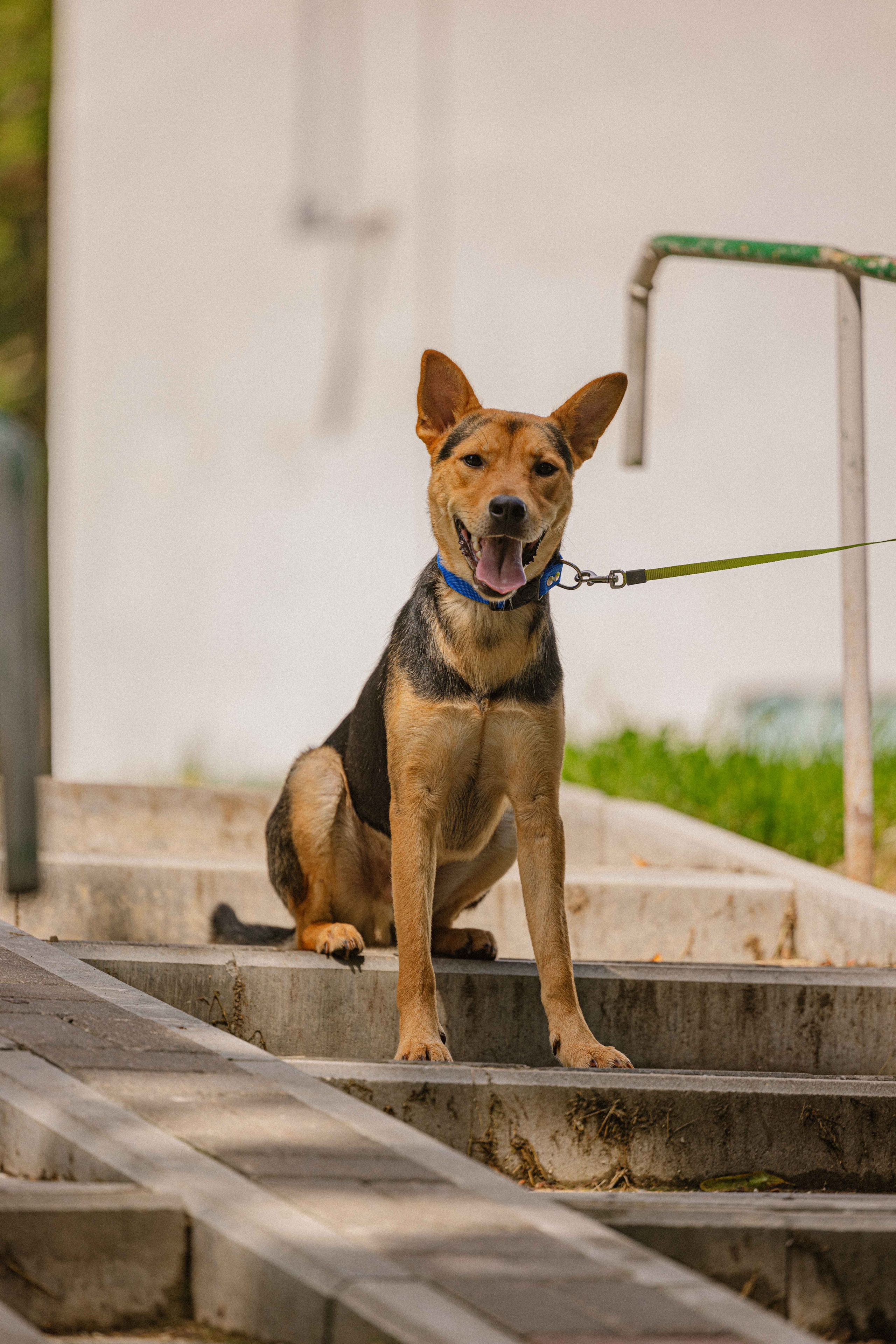 Джеки. Фотограф-анималист в Москве Лера Черноног