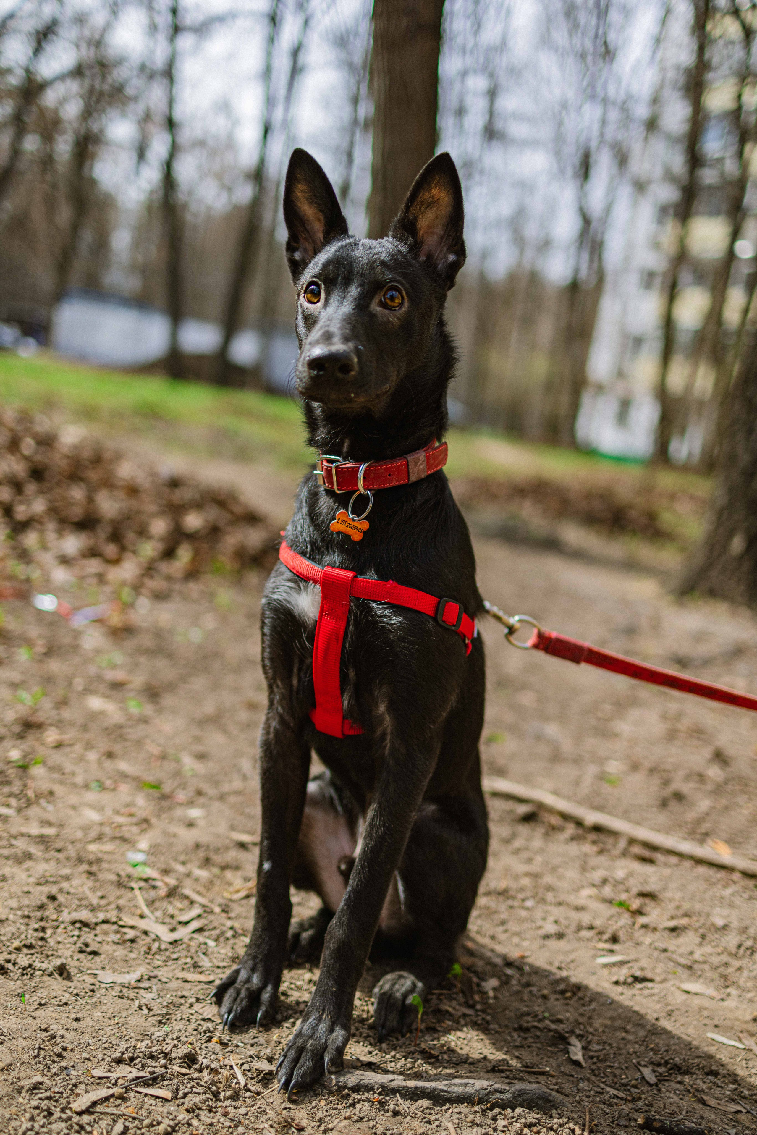 Булька. Фотограф-анималист в Москве Лера Черноног