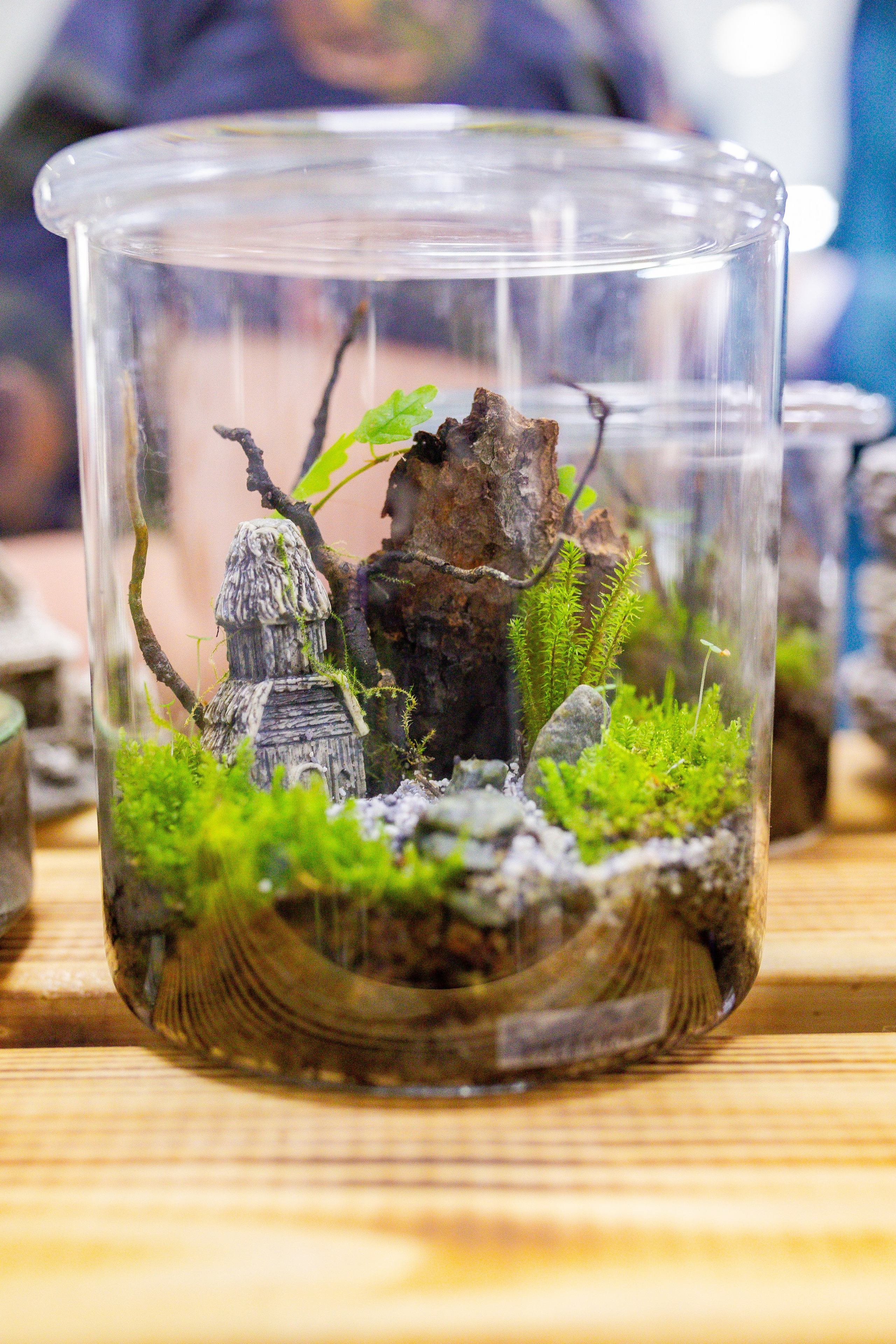 Орхидиум сентябрь 2025. Александра Куликова фотограф, Москва