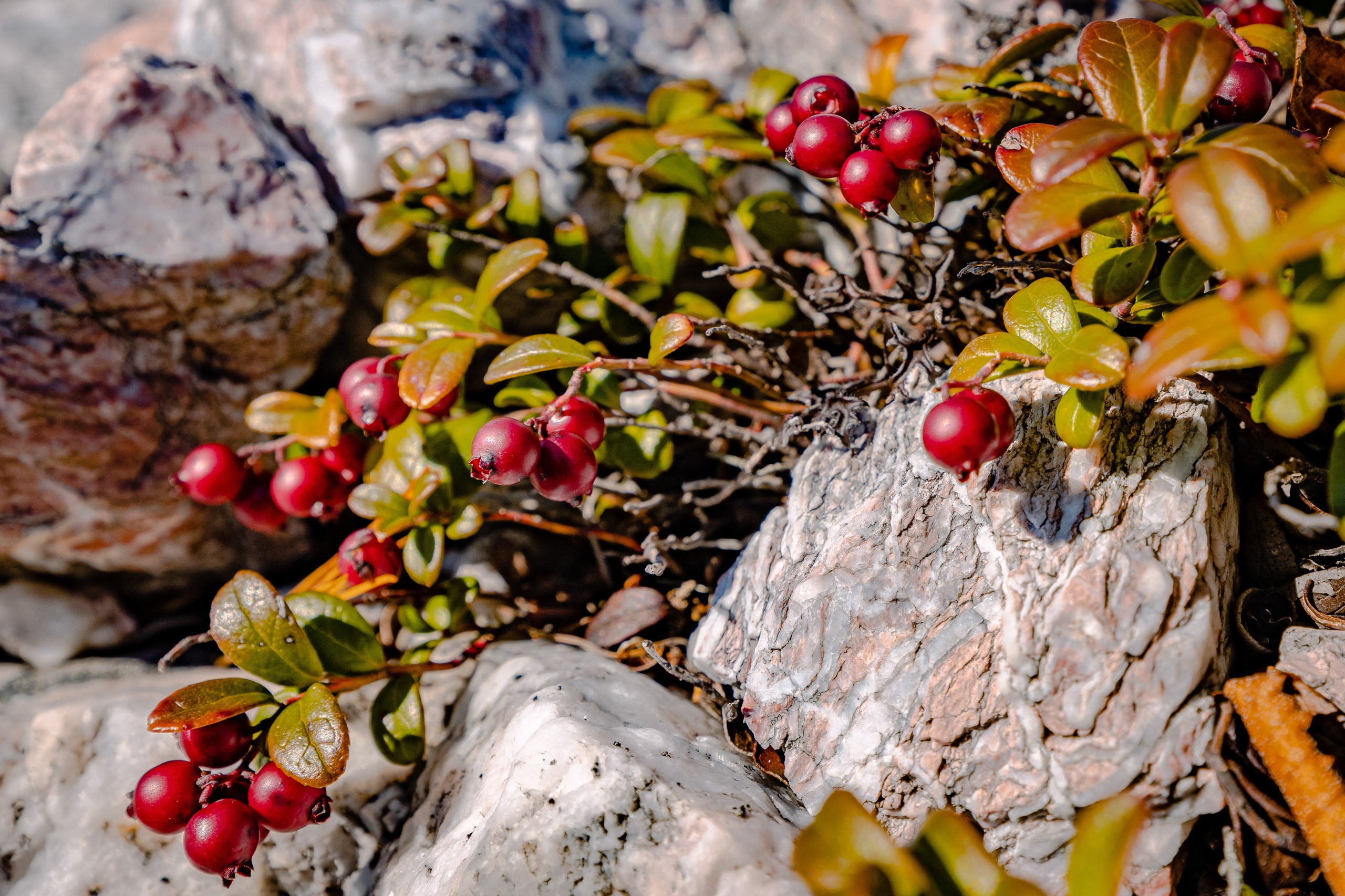 О.Сахалин. Фотограф. г. Южно-Сахалинск. Олег Толстов