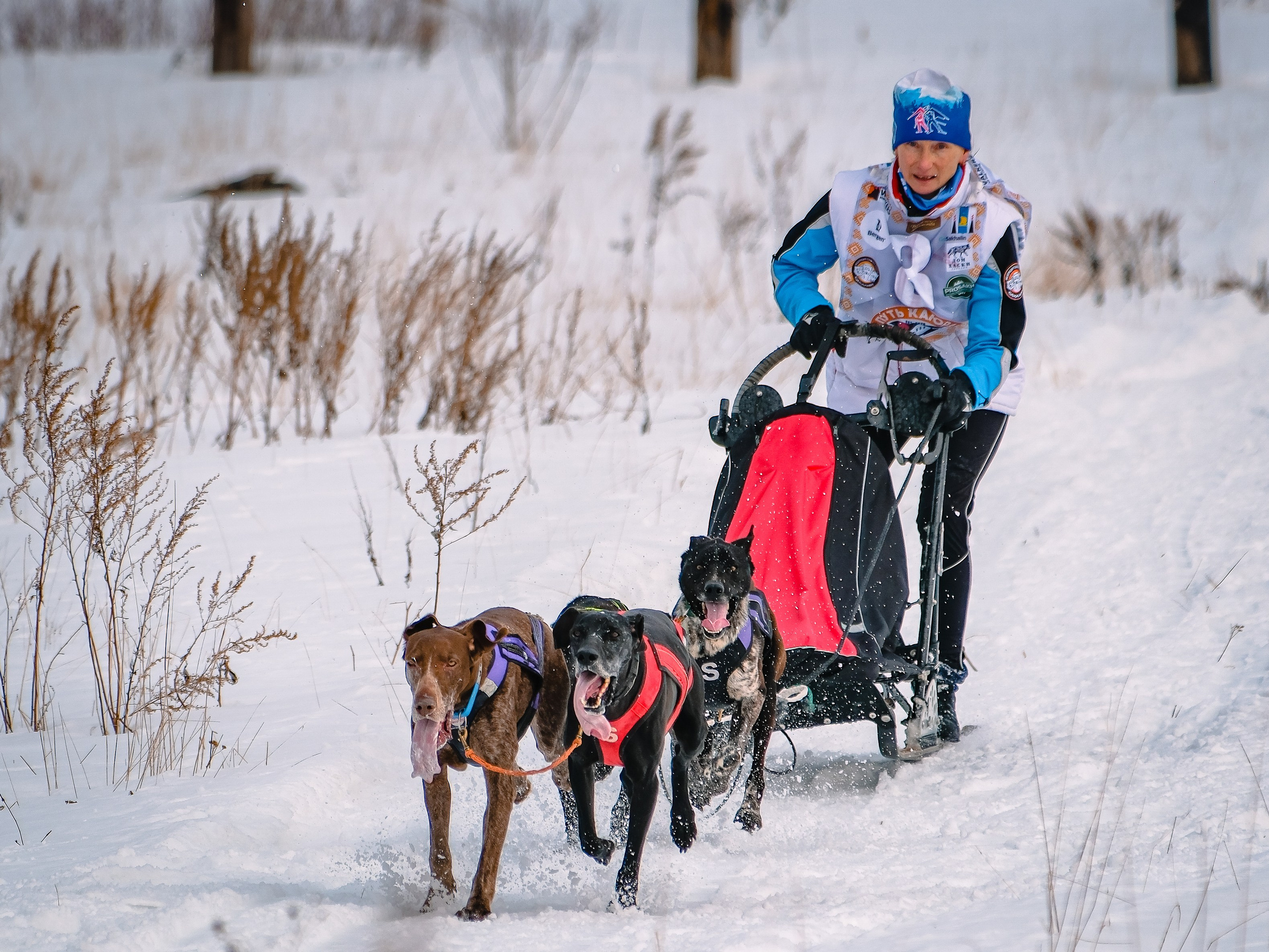 Фестиваль ездового спорта. Фотограф. г. Южно-Сахалинск. Олег Толстов