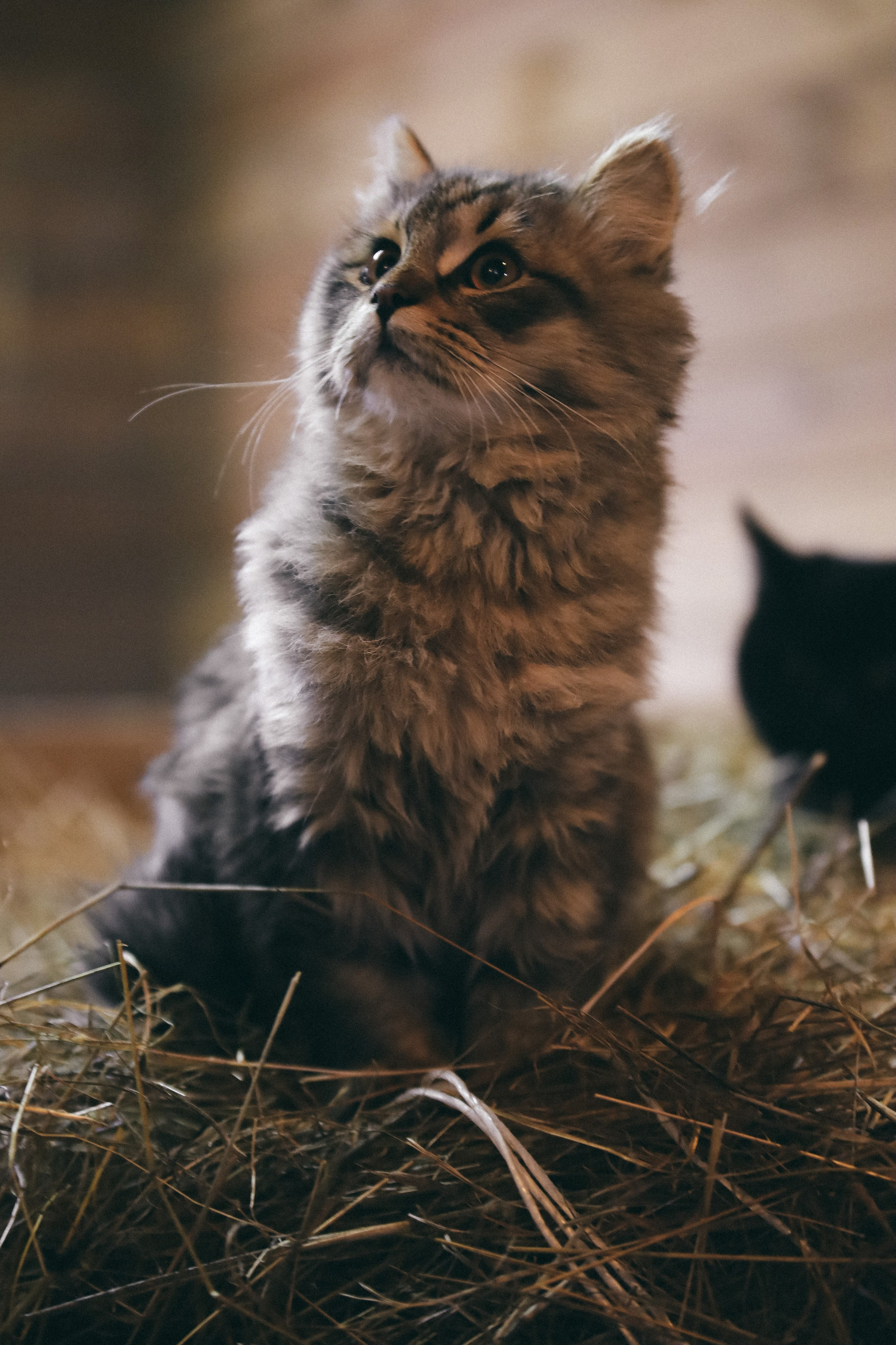 Животные. Фотограф в Москве Бастракова Юлия