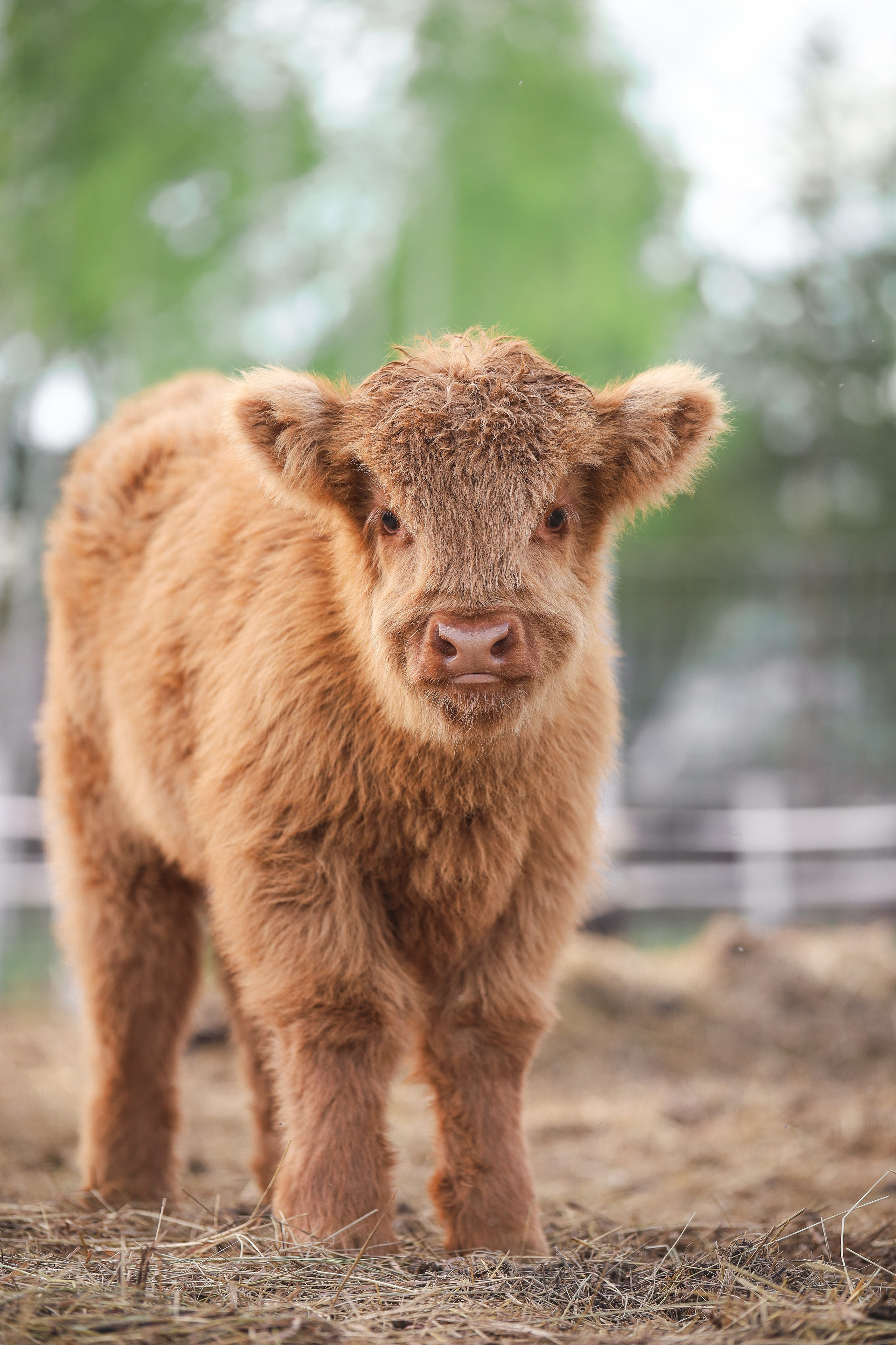 Животные. Фотограф в Москве Бастракова Юлия