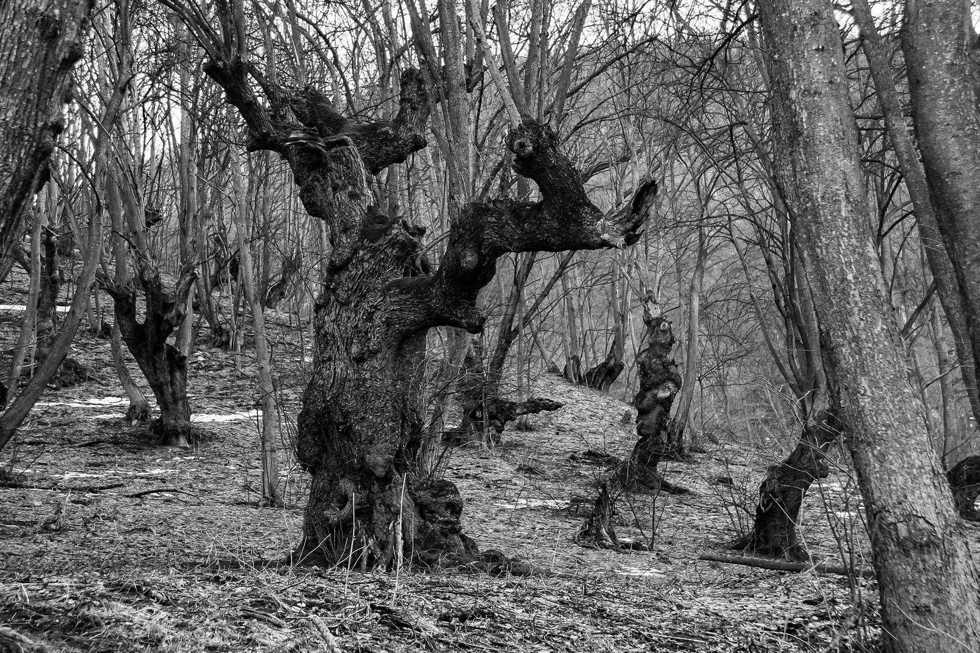 Чёрно-белые. Фотография — это воспоминания…