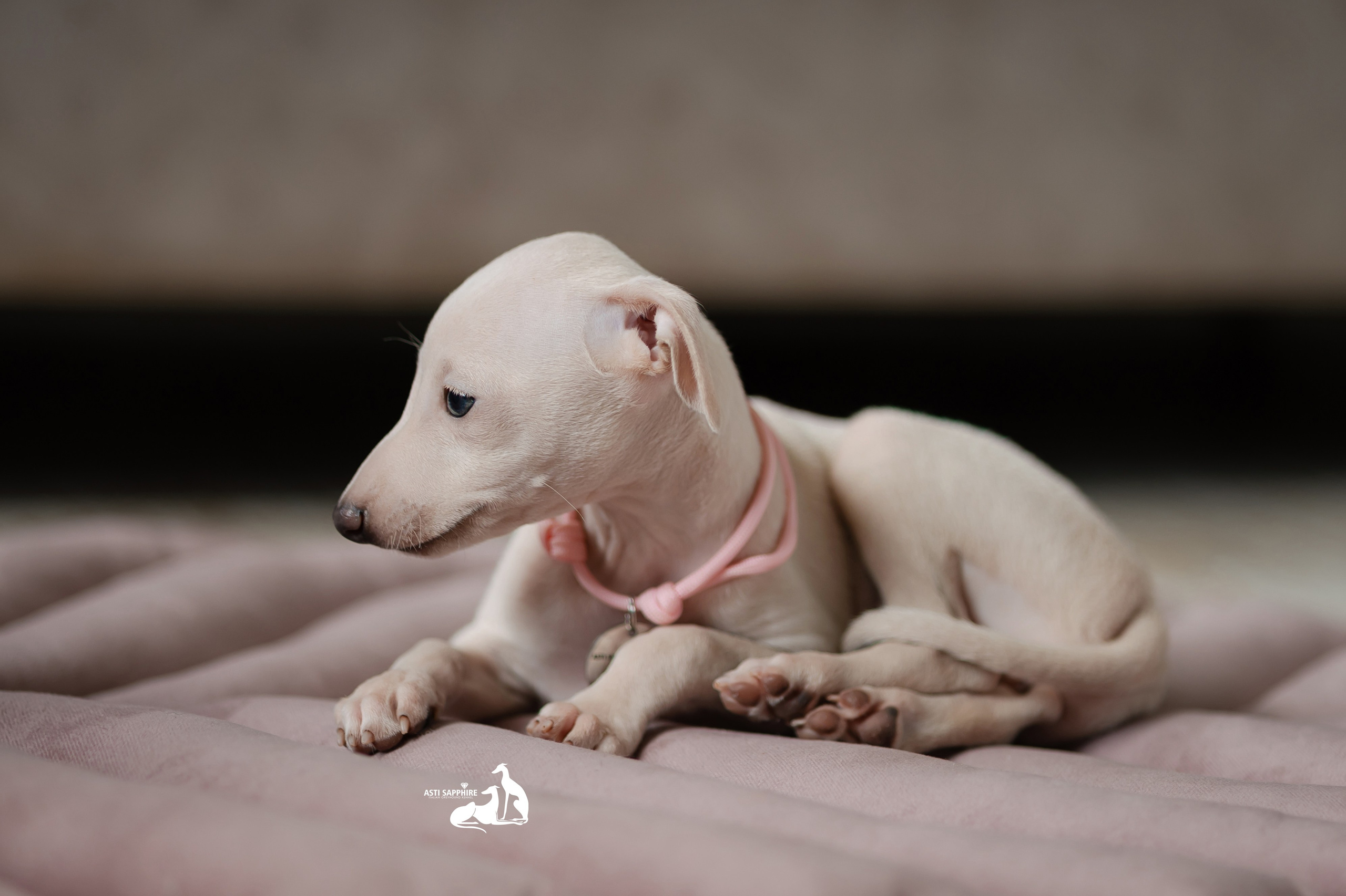 Белоснежные. Professional Italian Greyhound Kennel RKF/FCI ASTI SAPPHIRE 💎 Sochi|St. Petersburg