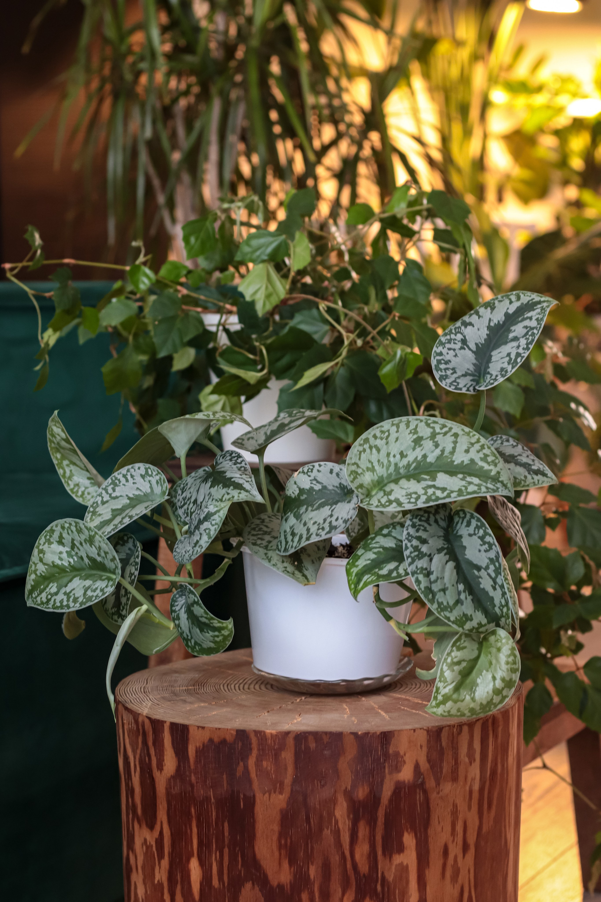 Контент съёмка для фитодизайнера. Фотограф Химки Анна Татарских