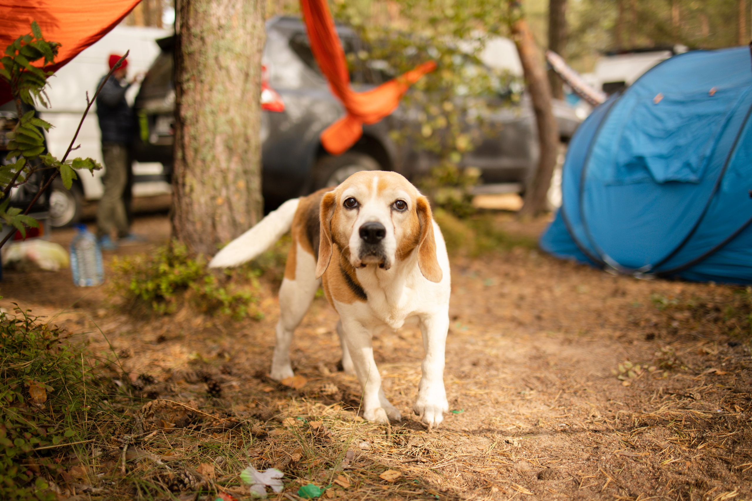 Фестиваль Hello Camper закрытие 2023. Репортажный и портретный фотограф в Санктпетербурге. Видиосъемка мероприятий в Санкт-Петербурге