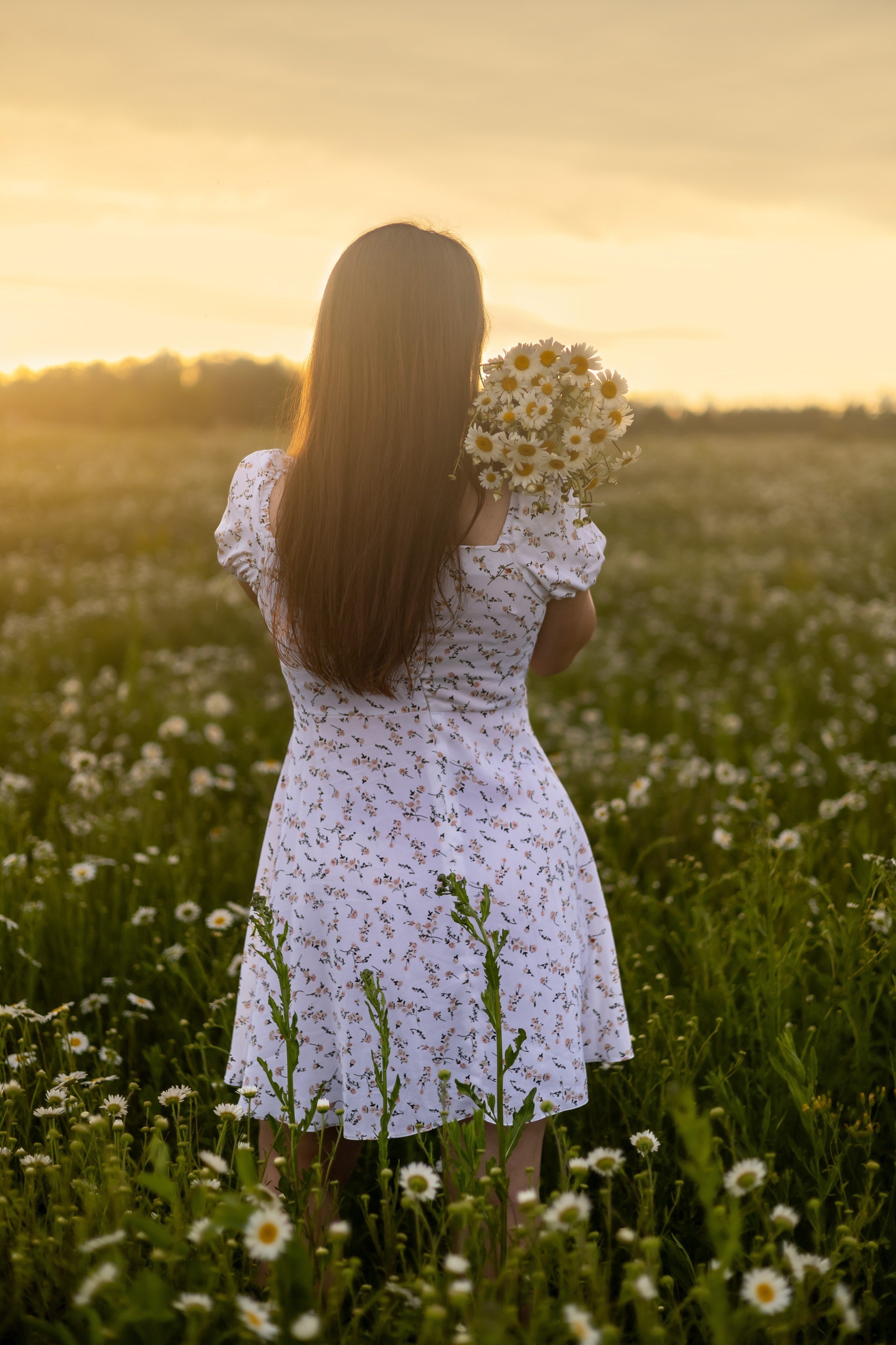 Закат в ромашковом поле