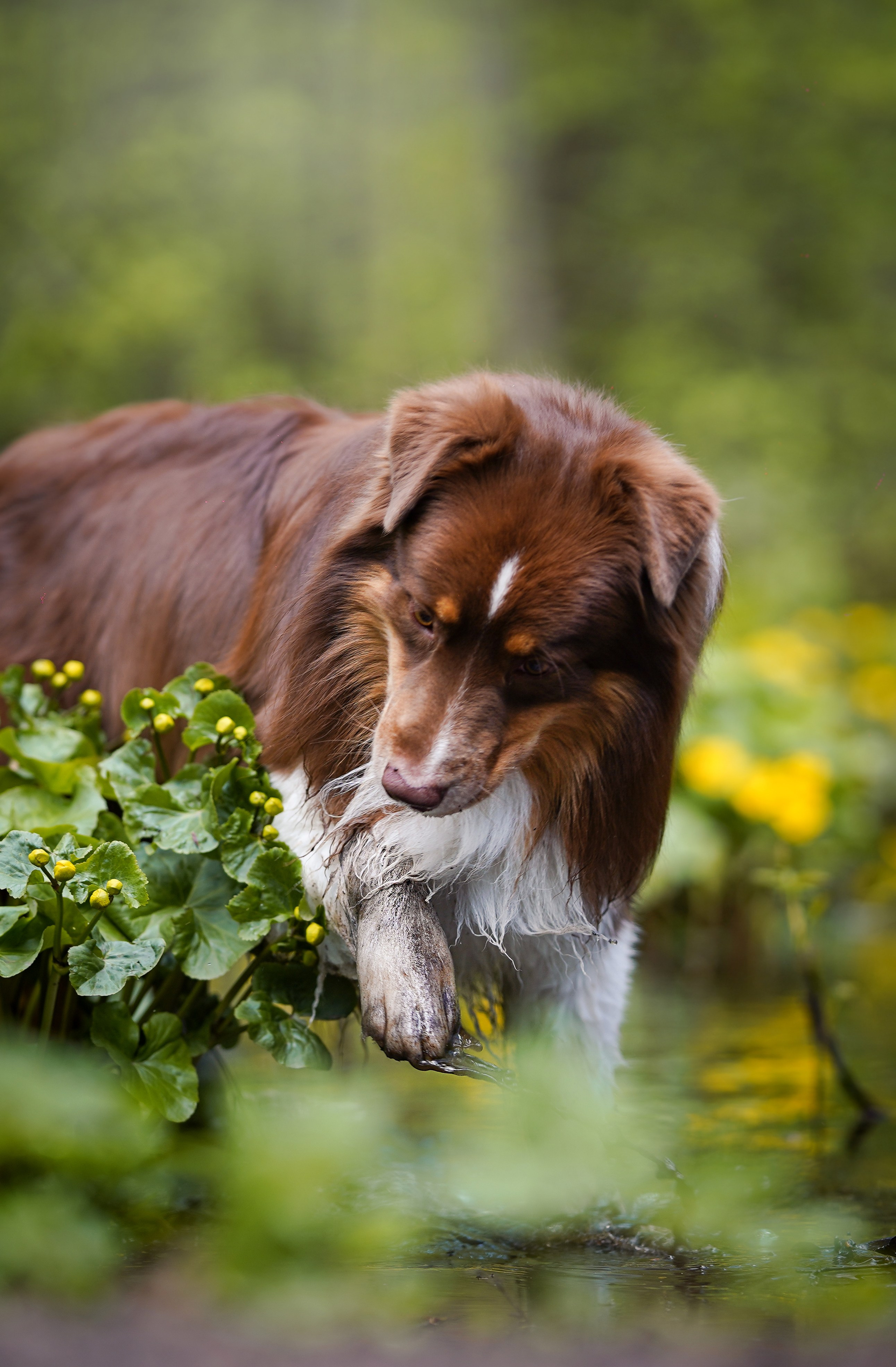 Рокки и Гермиона. Фотограф-анималист в Санкт-Петербурге Яна Мартынова