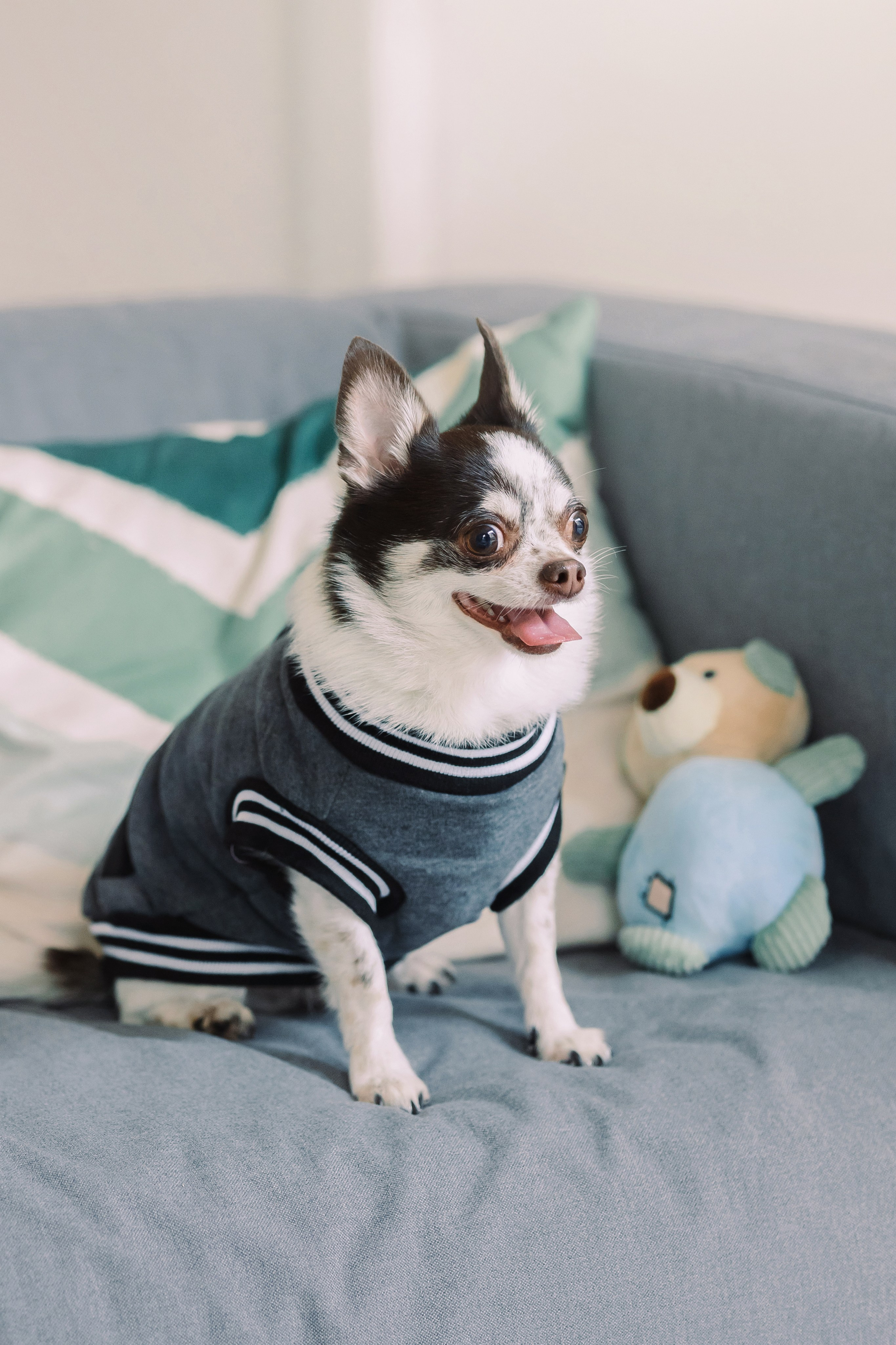 Магазин Friend of mine. Фотограф-анималист Елена Радченко, Москва