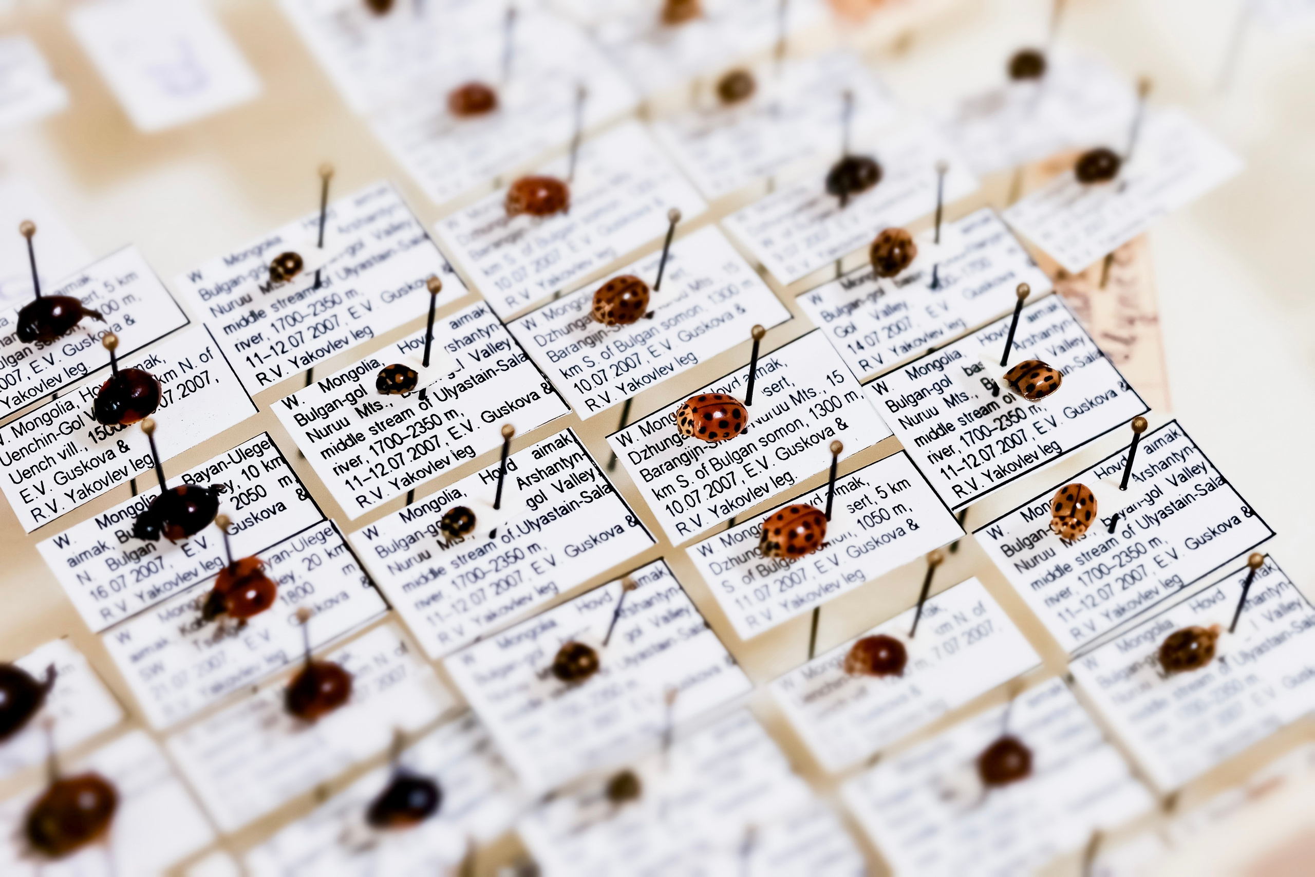 Зоя Ивановна Тюмасева. Профессор, преподаватель русского языка и литературы, энтомолог. Репортажный фотограф Наталья Лапцевич