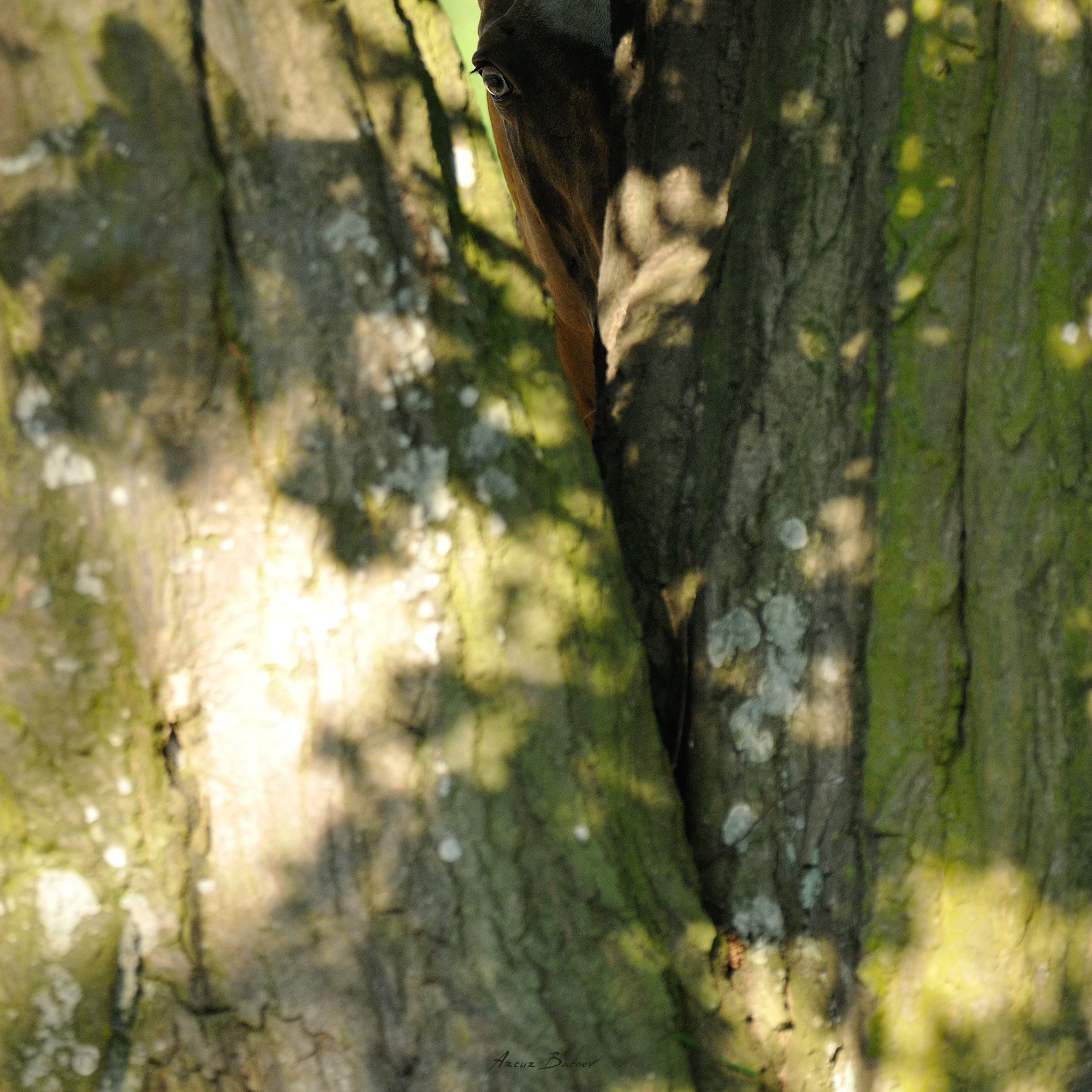 Gallery. Art photos of horses — ARTUR BABOEV | Photographer