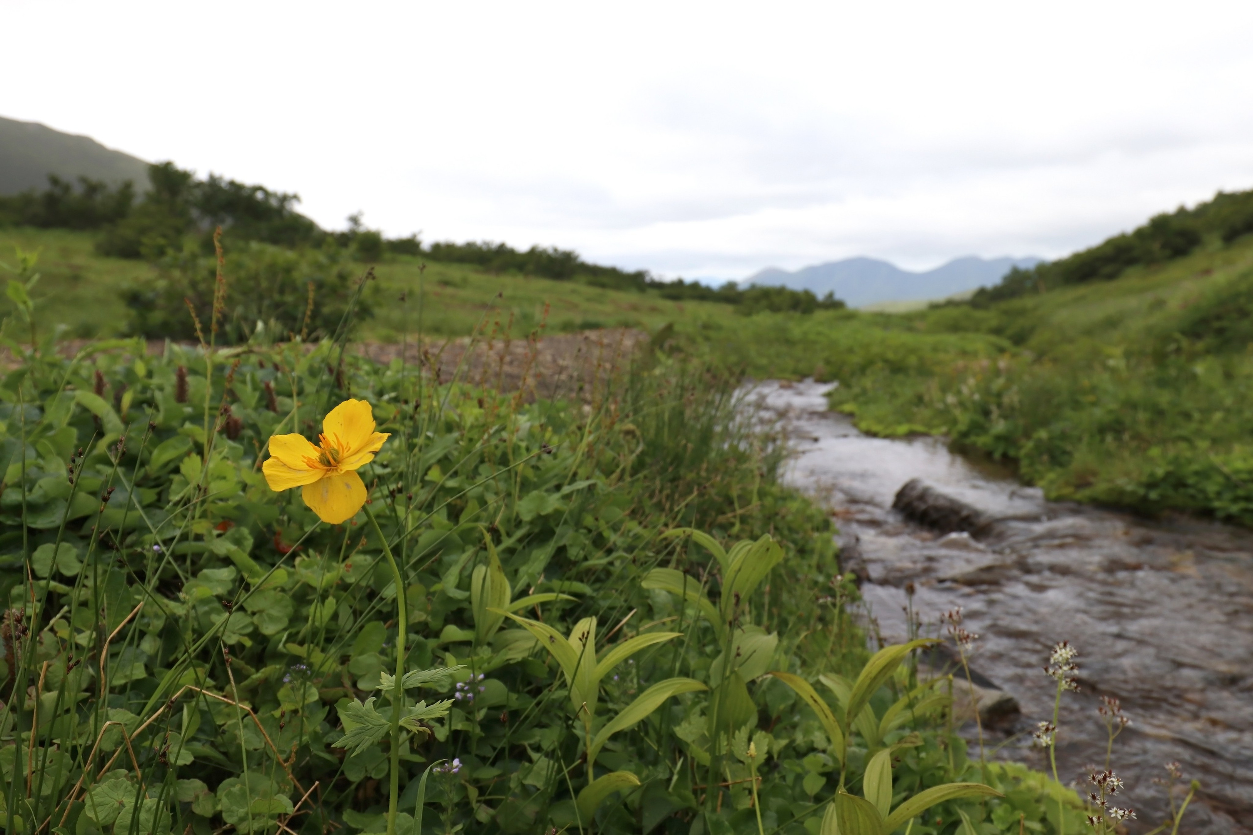 Камчатка и о. Парамушир. Июль 2024. Путешественник-фотограф из Санкт-Петербурга Татьяна Свистулина