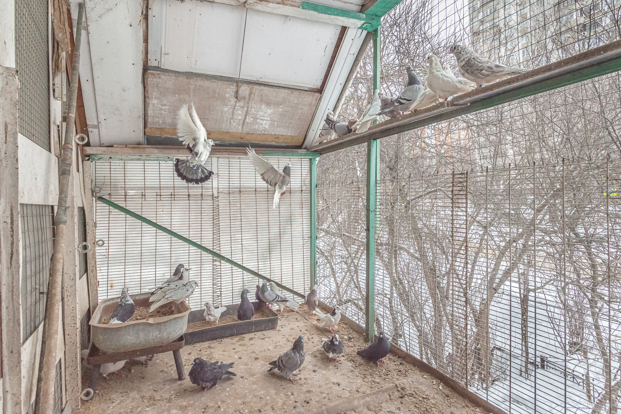 ПРОЕКТ «Они смотрят в небо, или На птичьих правах». Фотограф в Москве Татьяна Макотра