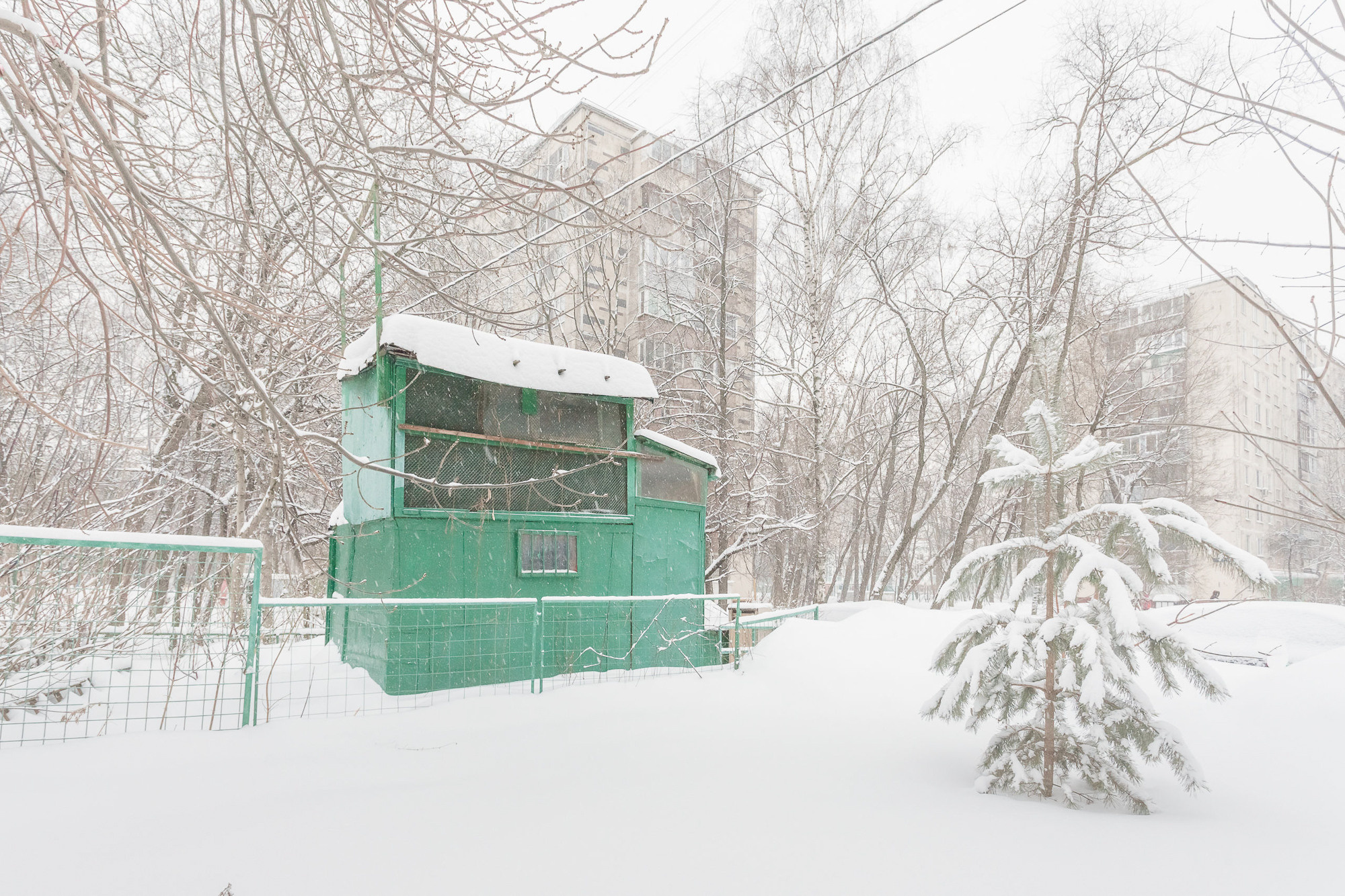 ПРОЕКТ «Они смотрят в небо, или На птичьих правах». Фотограф в Москве Татьяна Макотра