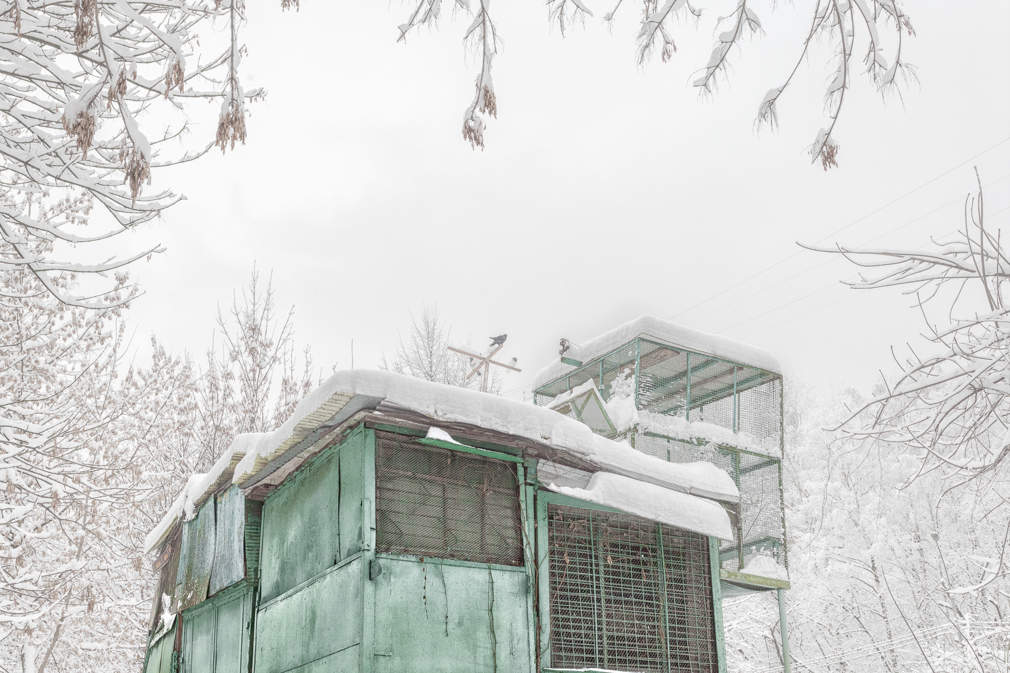 ПРОЕКТ «Они смотрят в небо, или На птичьих правах». Фотограф в Москве Татьяна Макотра