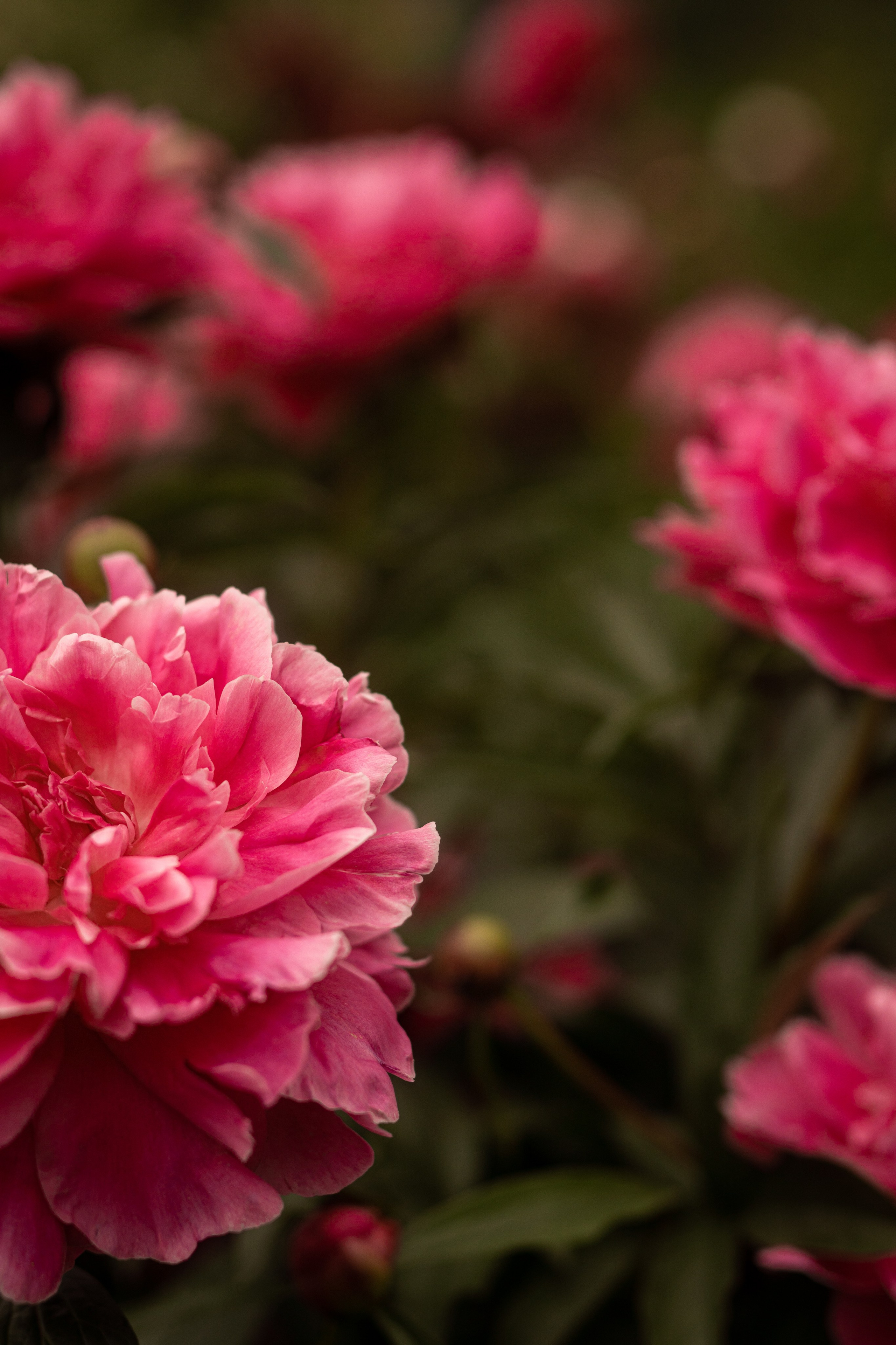 Пионы цветы и бутоны. Портретный и семейный фотограф во Владивостоке Светлана Мухильченко