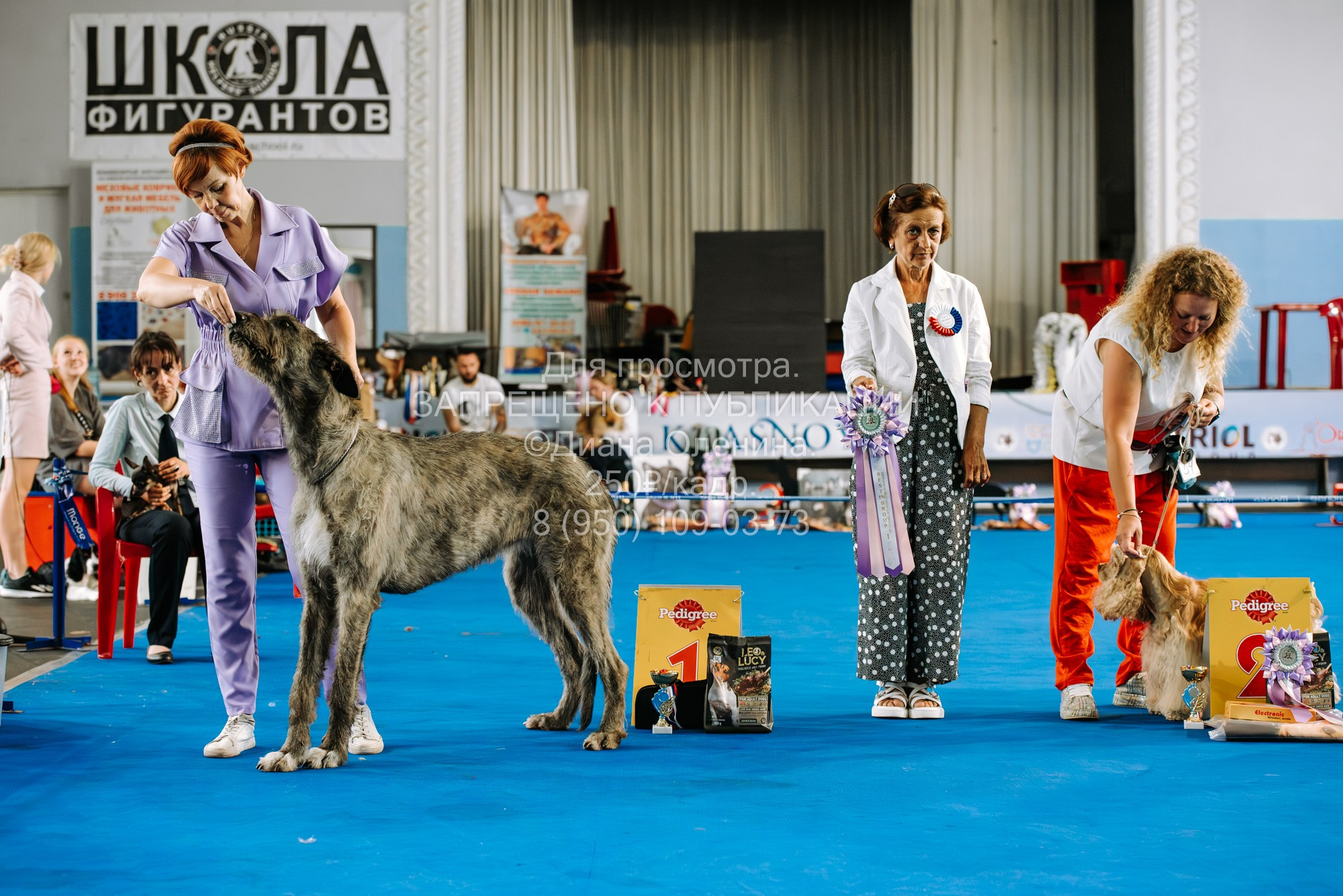 Национальная выставка собак всех пород ранга САС-IKU «Кубок Красноярск. Фотограф Диана Оленина Красноярск / Братск