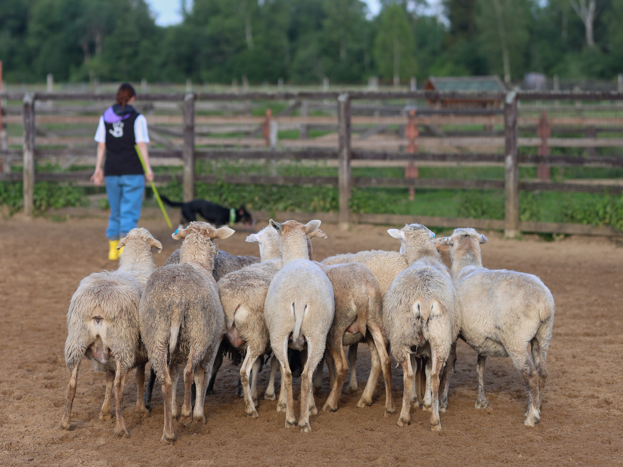 Пастьба. Фотограф-анималист в Москве Кириллова Татьяна