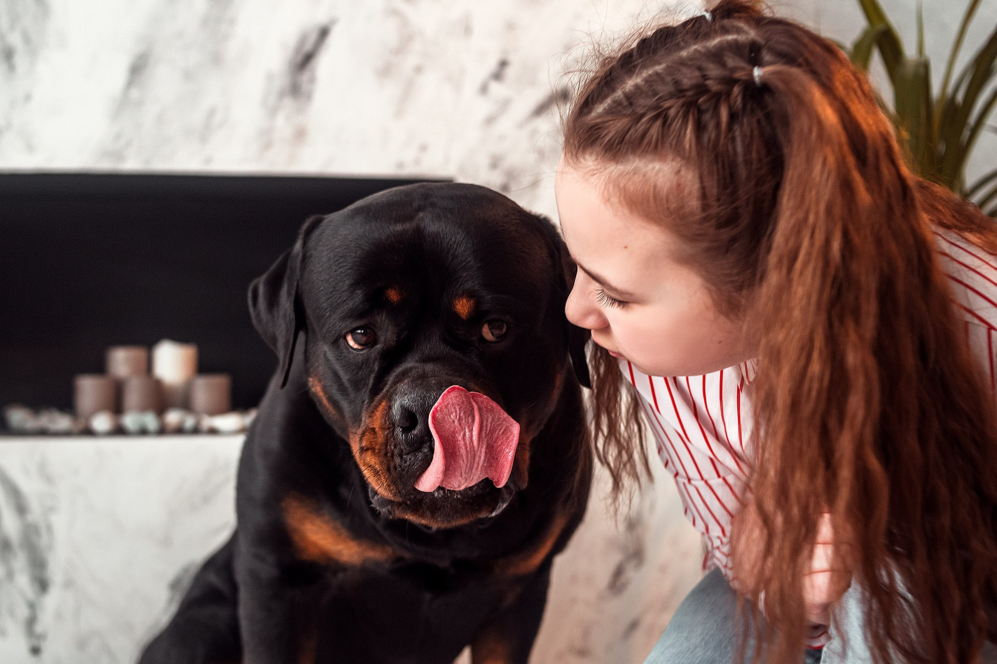 Ротвейлер. Студия. Фотограф анималист Кузнецова Анна Нижний Новгород