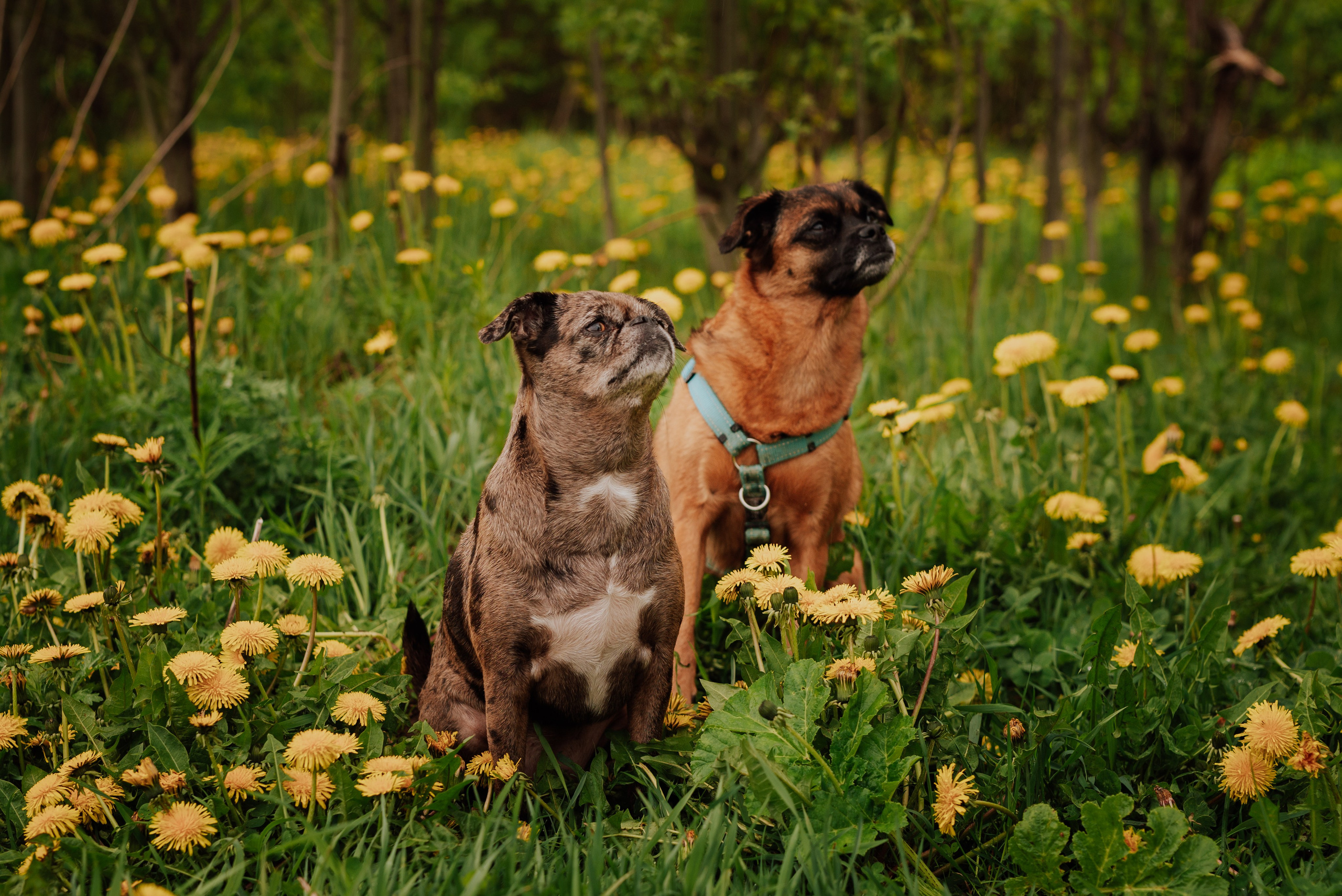 Животные. Фотограф в Санкт-Петербурге и Ленинградской области