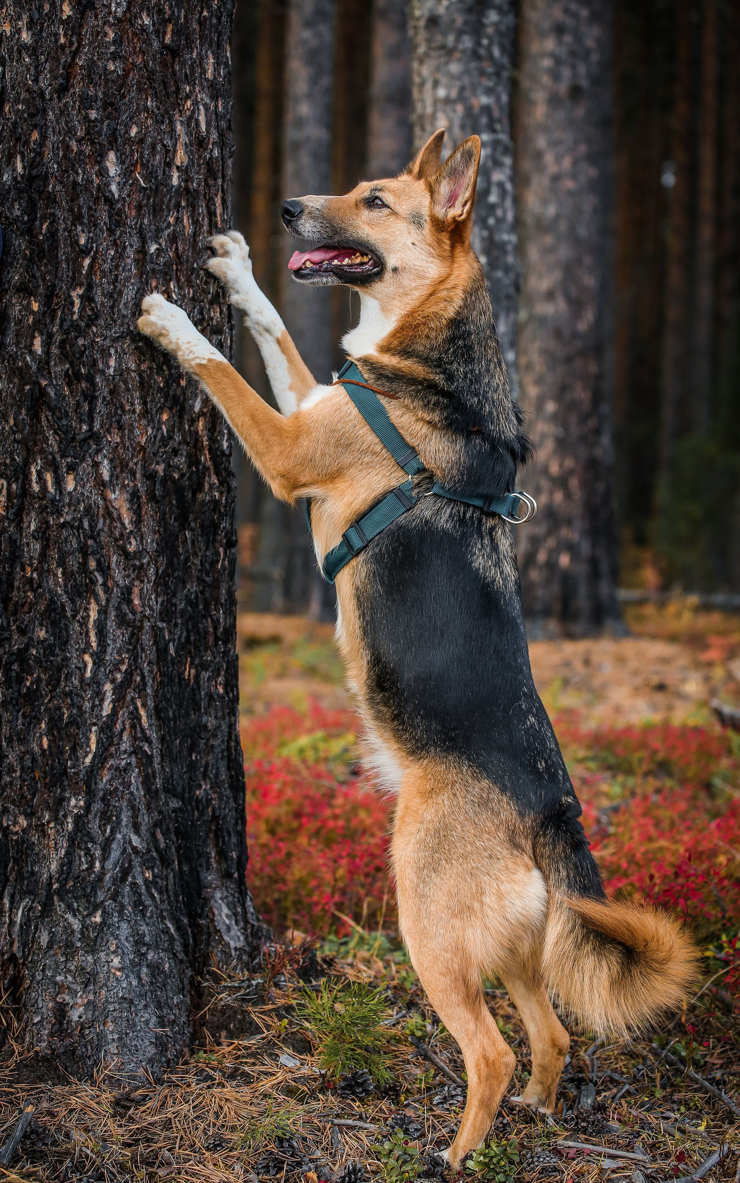 Животные. Авторские туры с профессиональным фотографом