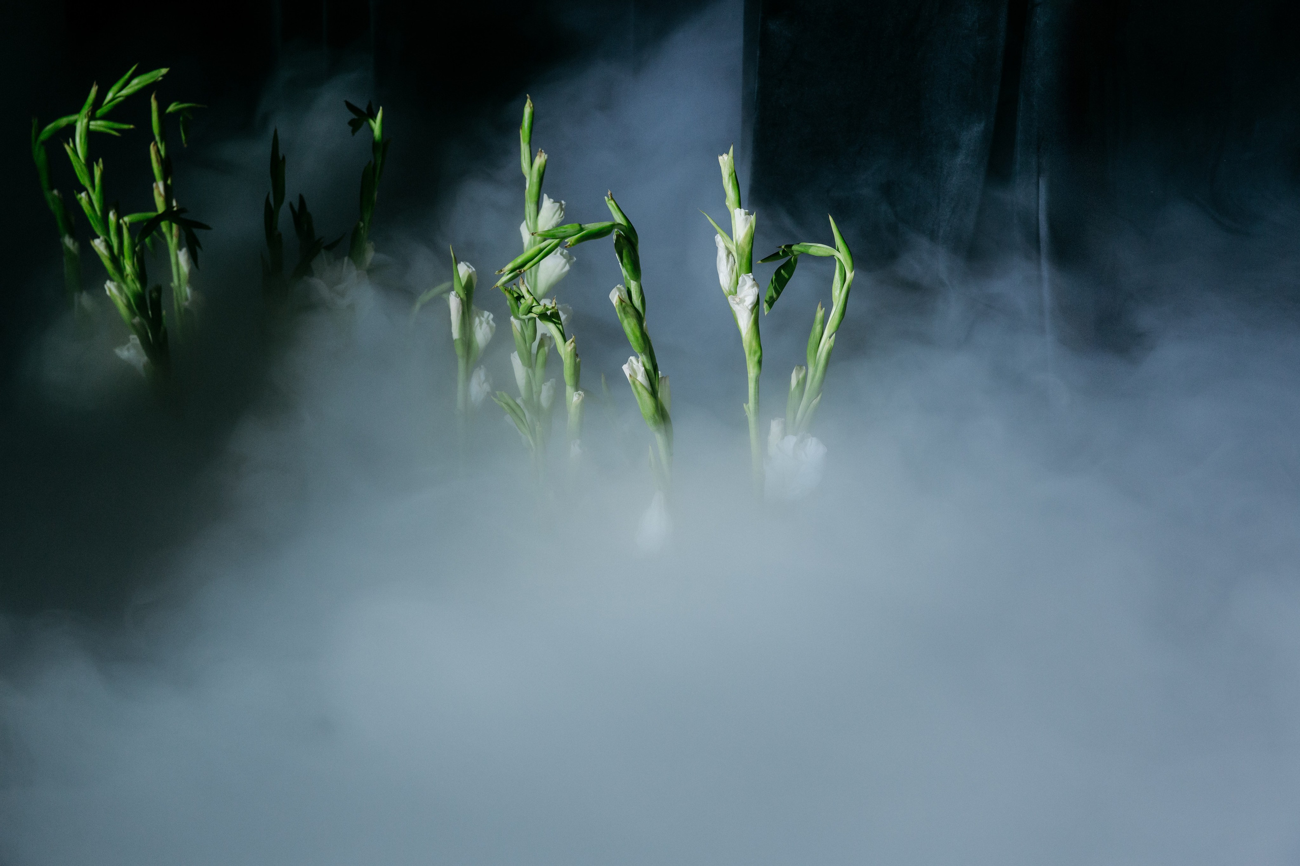 Свадьба Илья Анастасия. Фотограф Антон Бубликов Сыктывкар