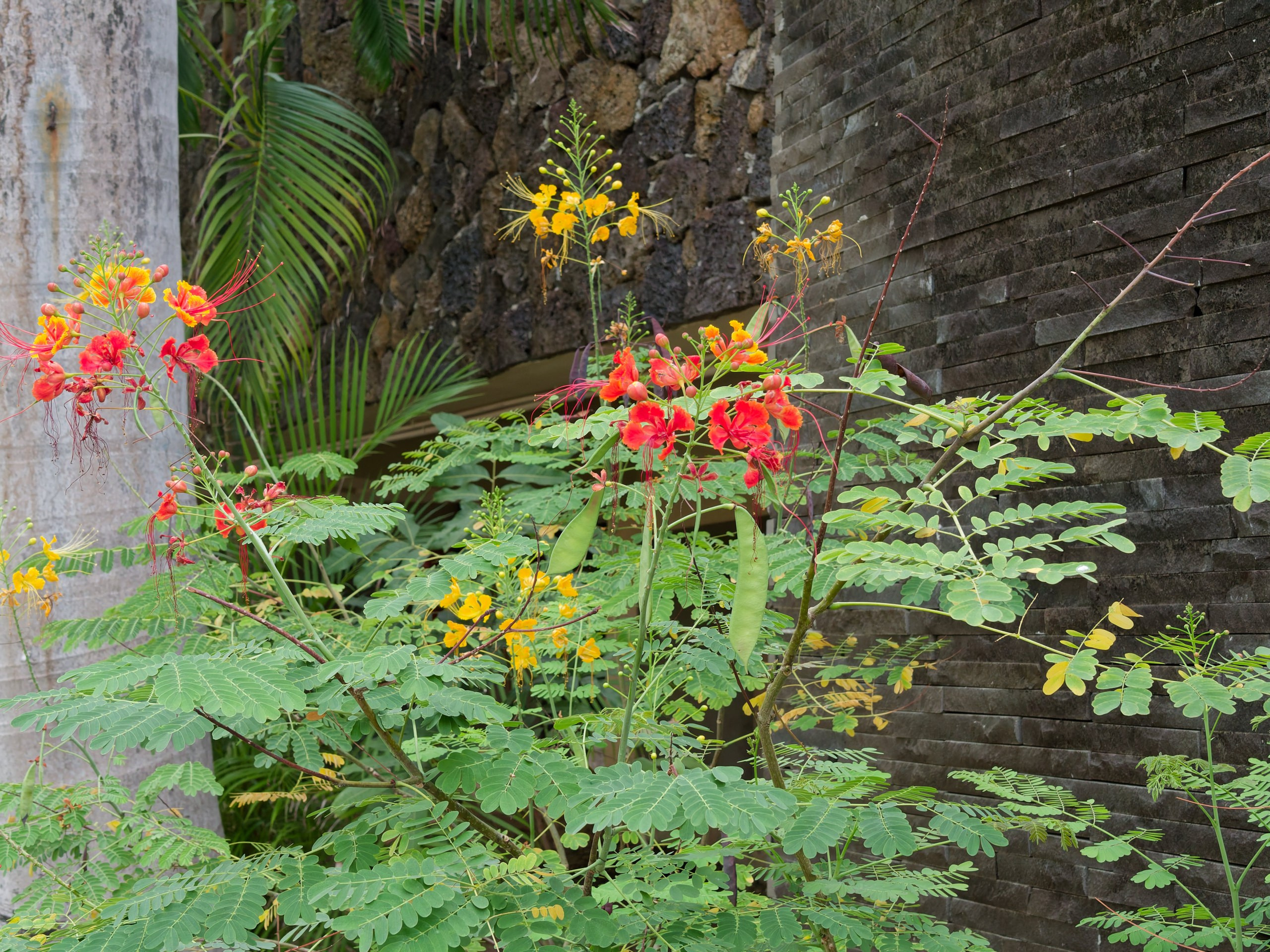 Хайнань 2026, флора, цветы и деревья. Фотопрогулки по Миру