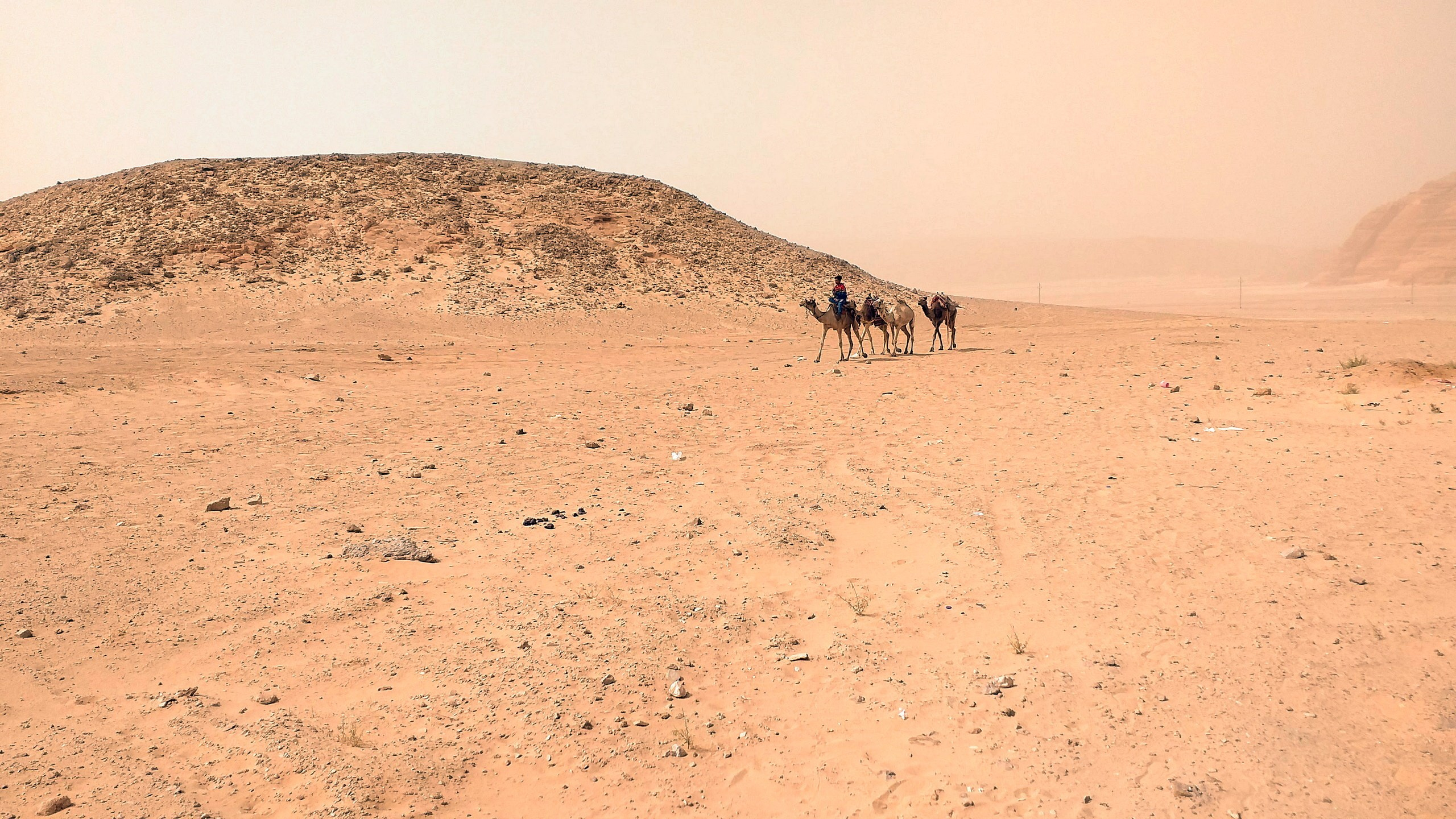 Шарм-эль-Шейх 2022, сафари. Избранные фотографии