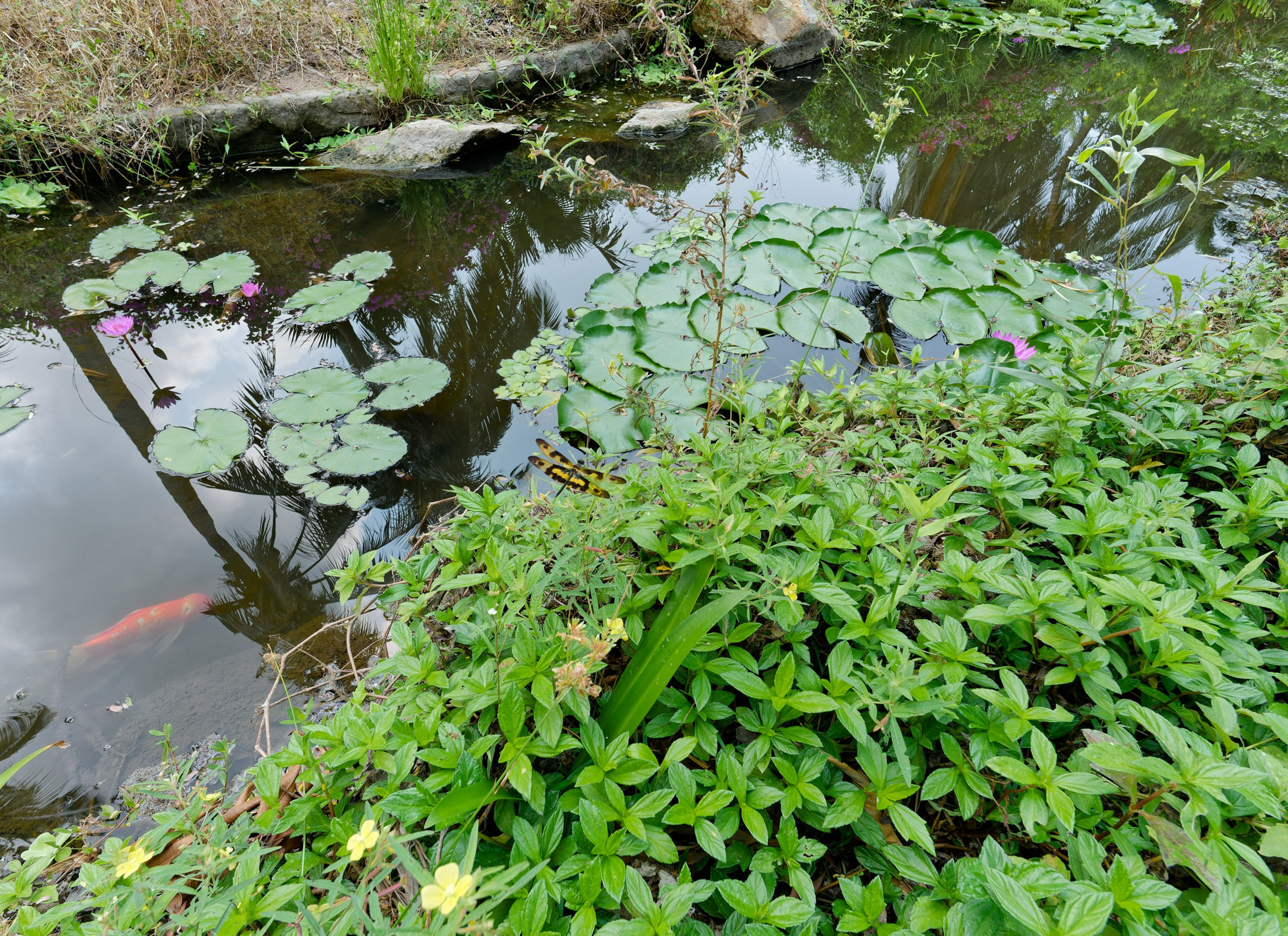 Хайнань 2026, флора, цветы и деревья. Фотопрогулки по Миру